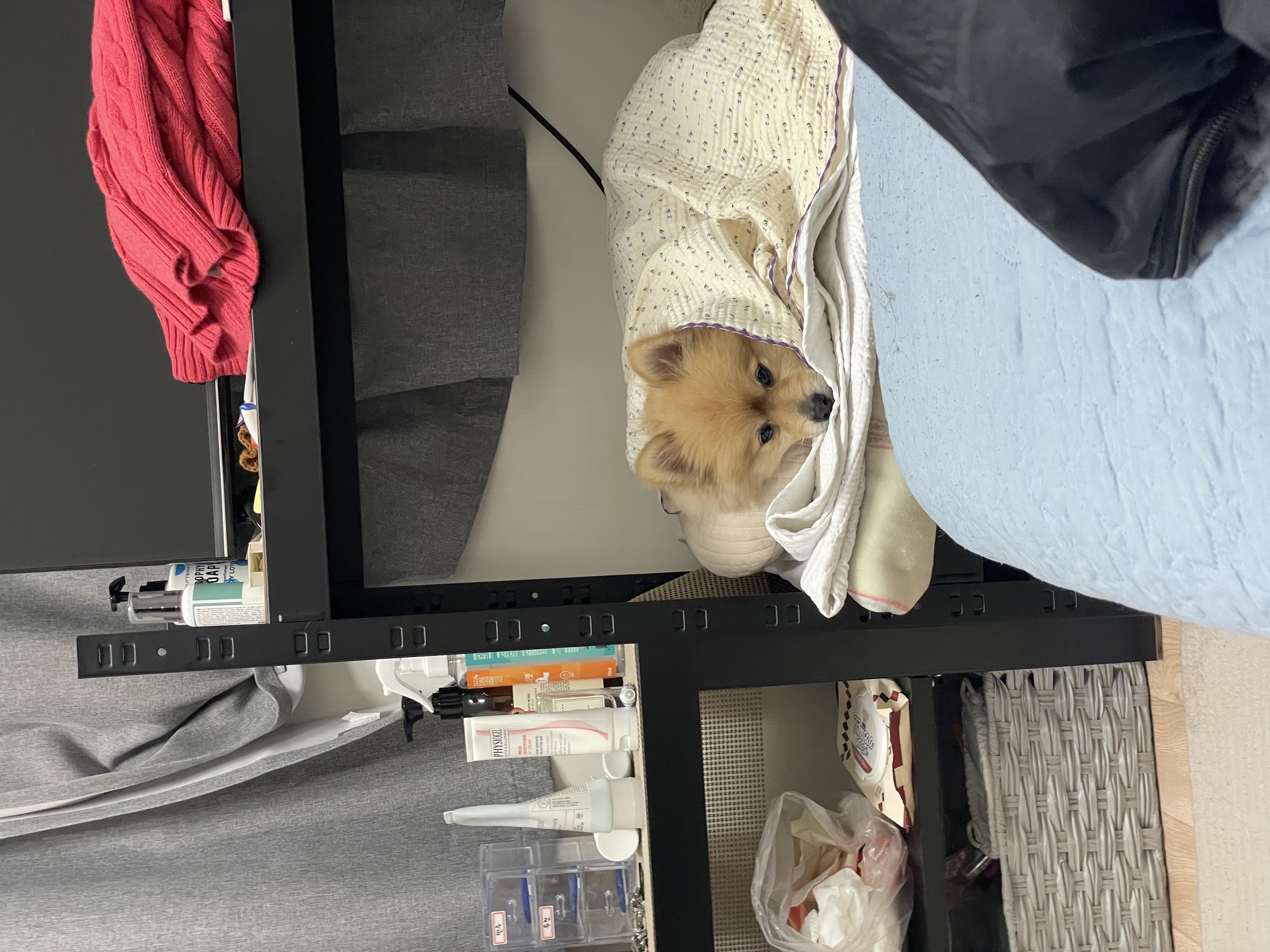 더덕이(입양 전 롤푸)와 함께한 1년