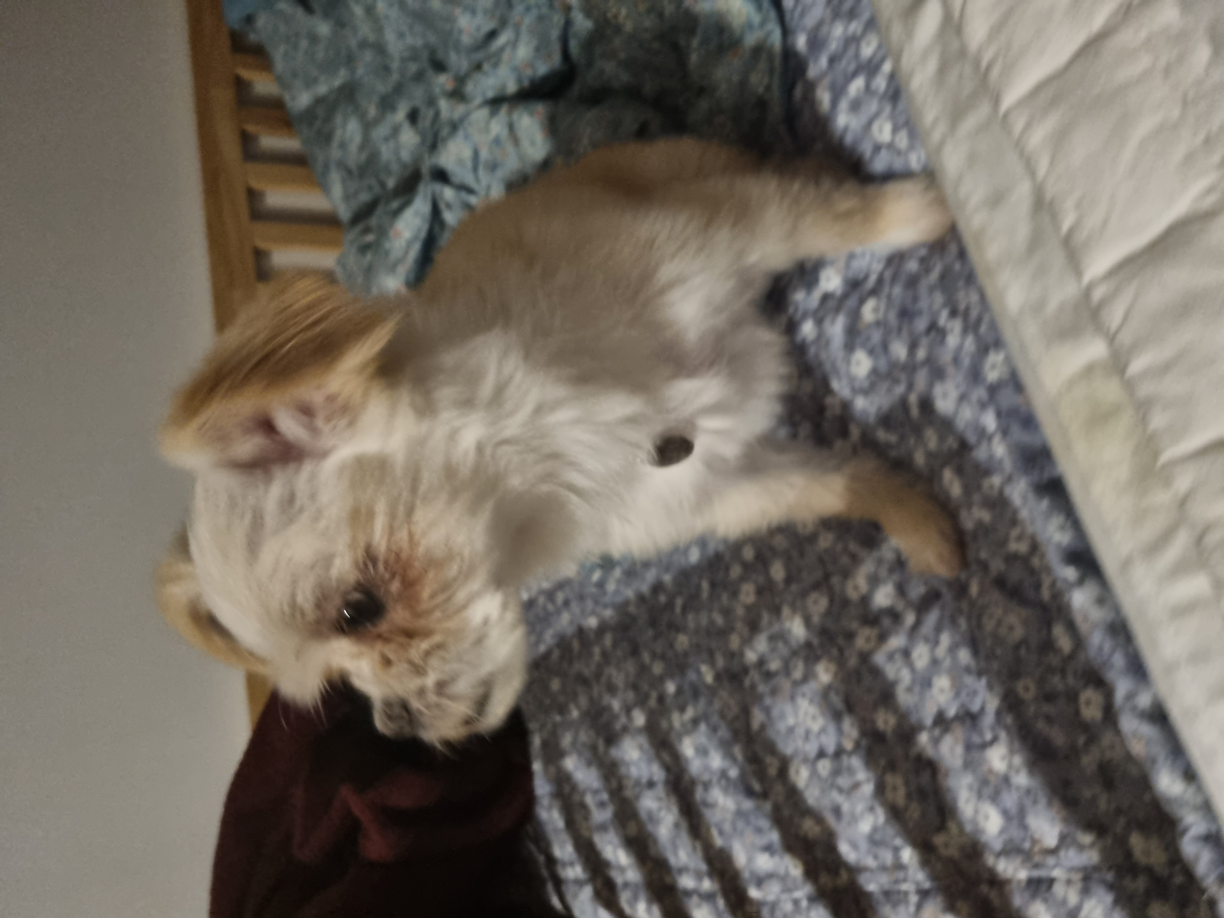 오영이와 쿠키(앙금)