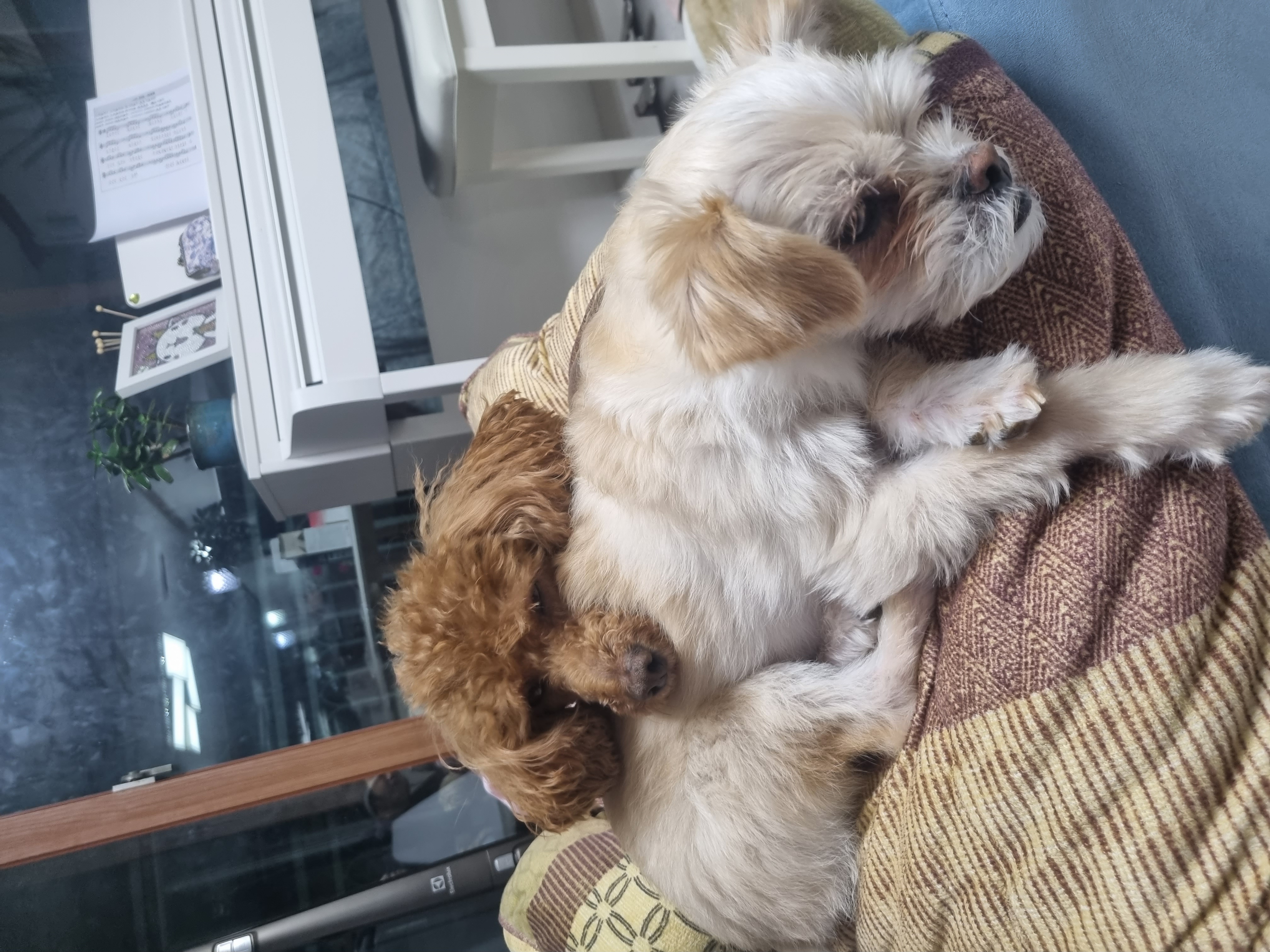 오영이와 쿠키(앙금)