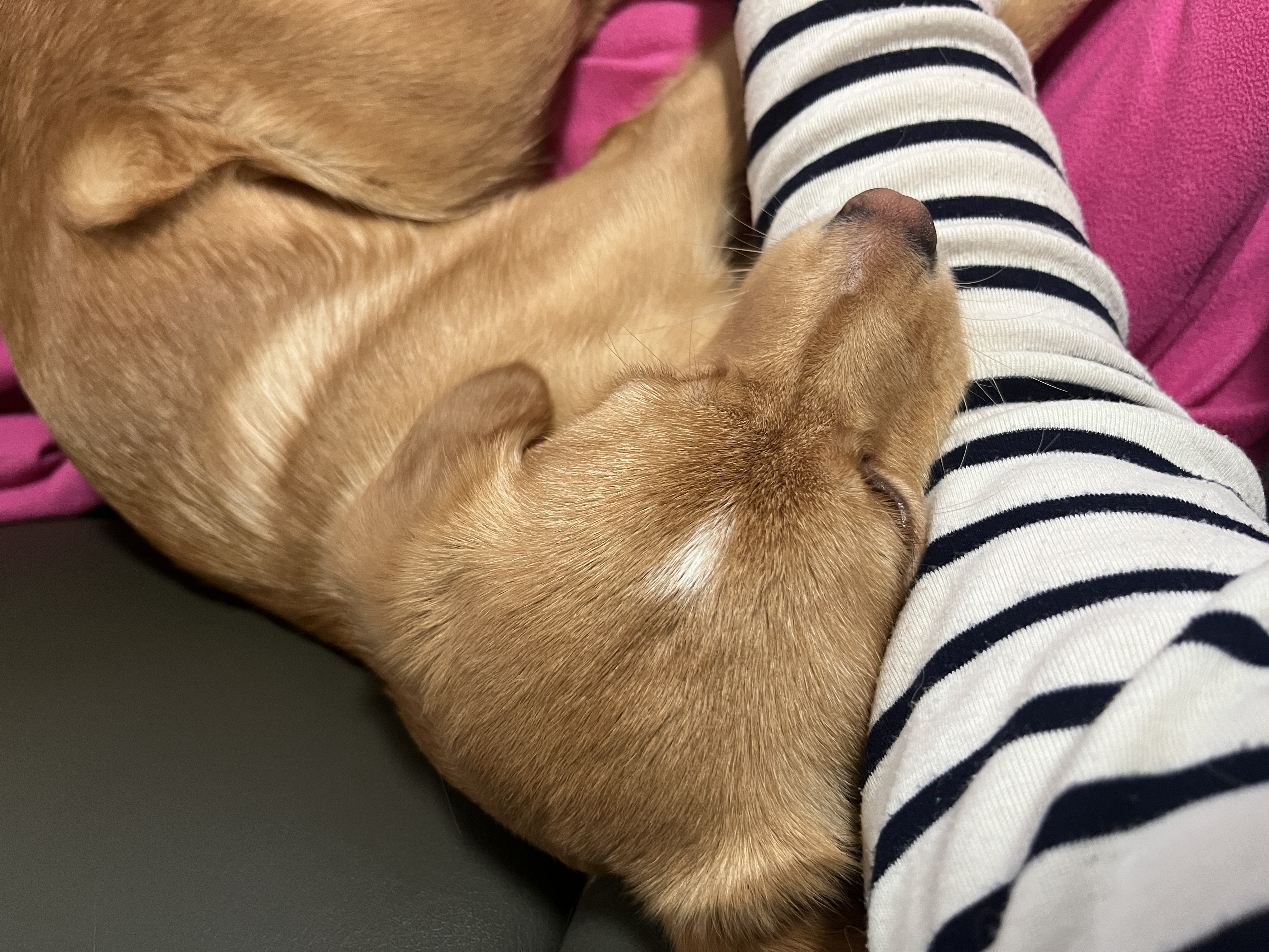 뽀또(이포)의 행복한 막내일기 <1>