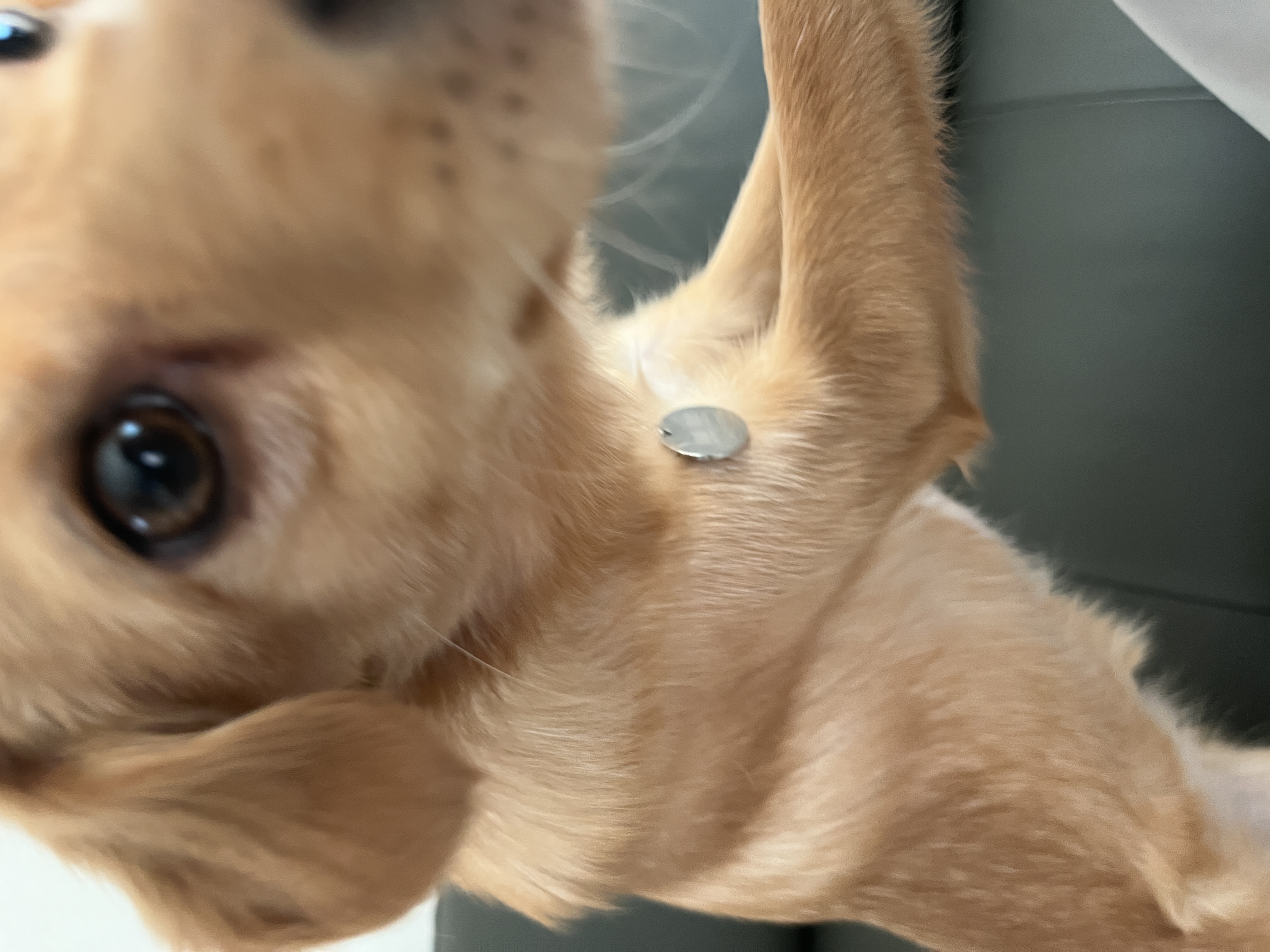 뽀또(이포)의 행복한 막내일기 <1>