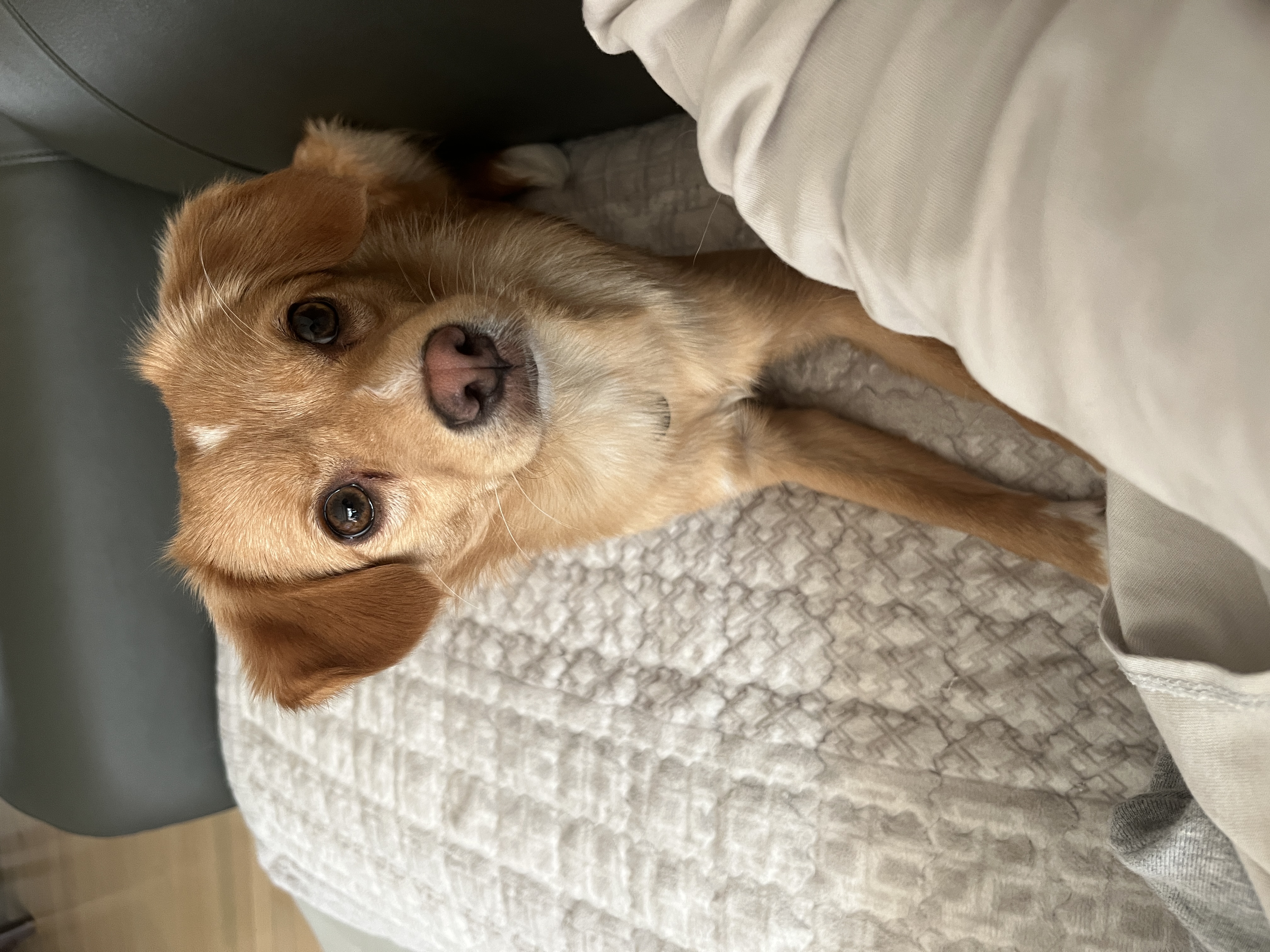 뽀또(이포)의 행복한 막내일기 <1>