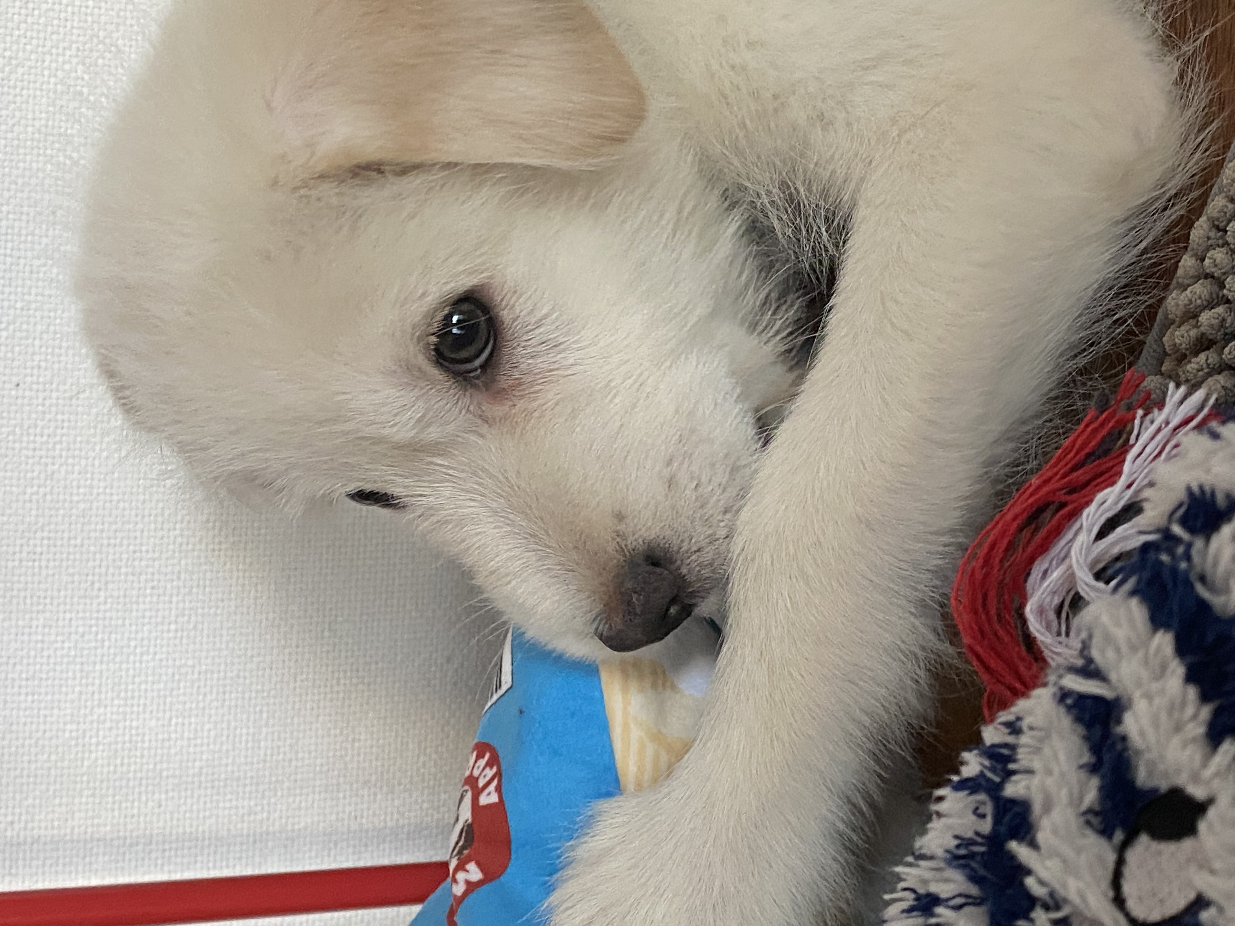 무쵸한테 무쵸볼래