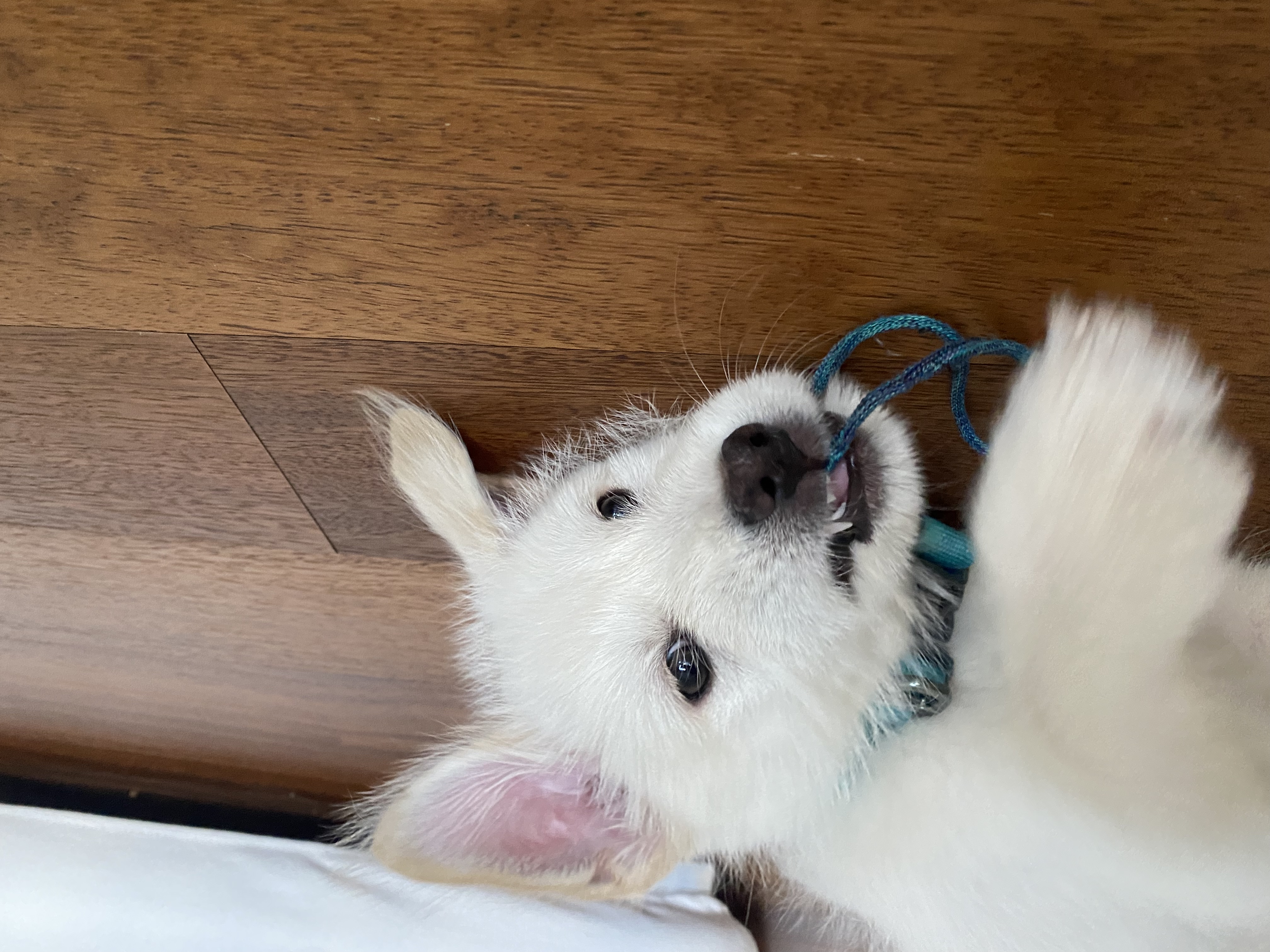 무쵸한테 무쵸볼래