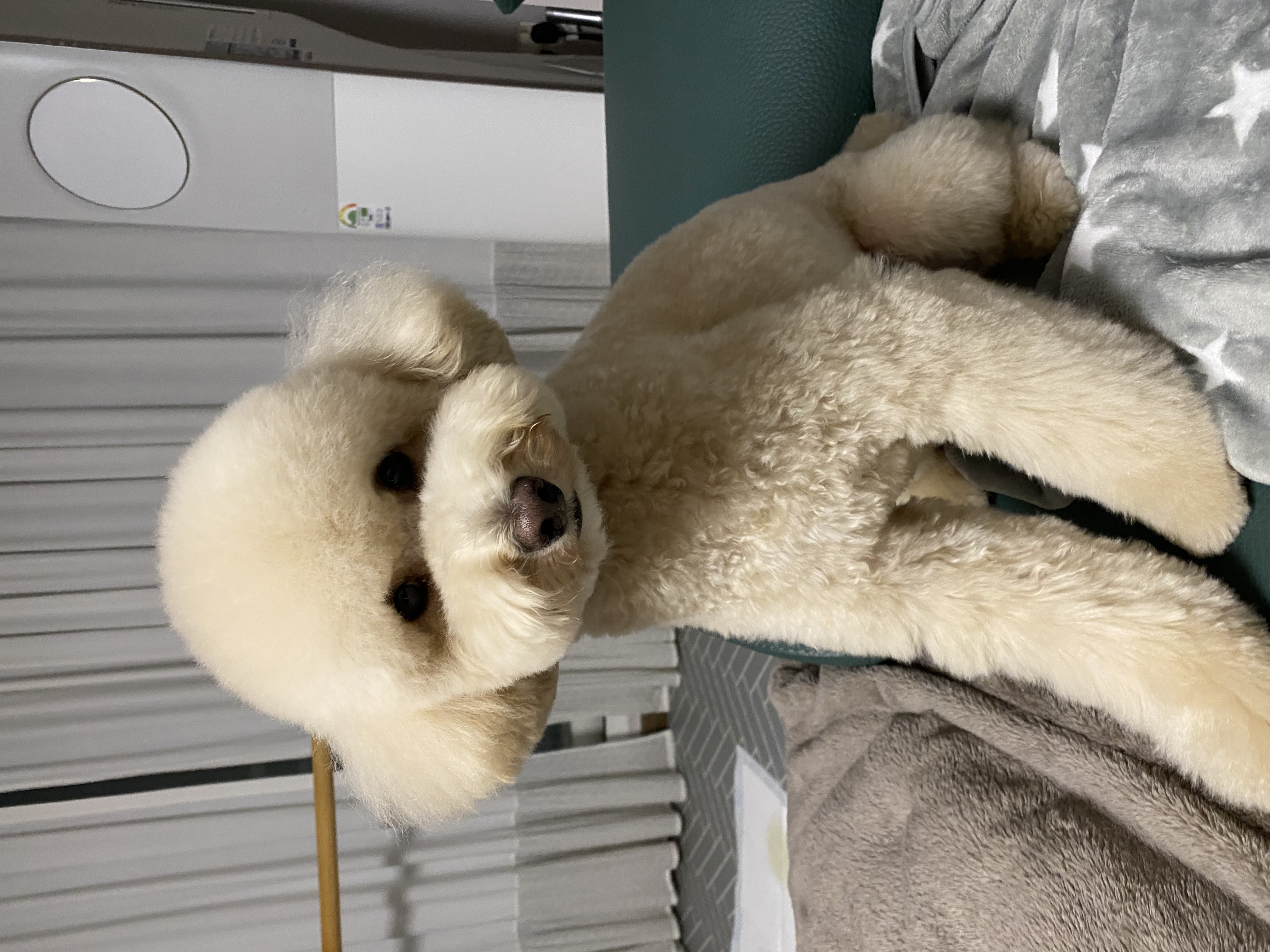 도담이(곤지암푸삼) 입양 2년차 후기