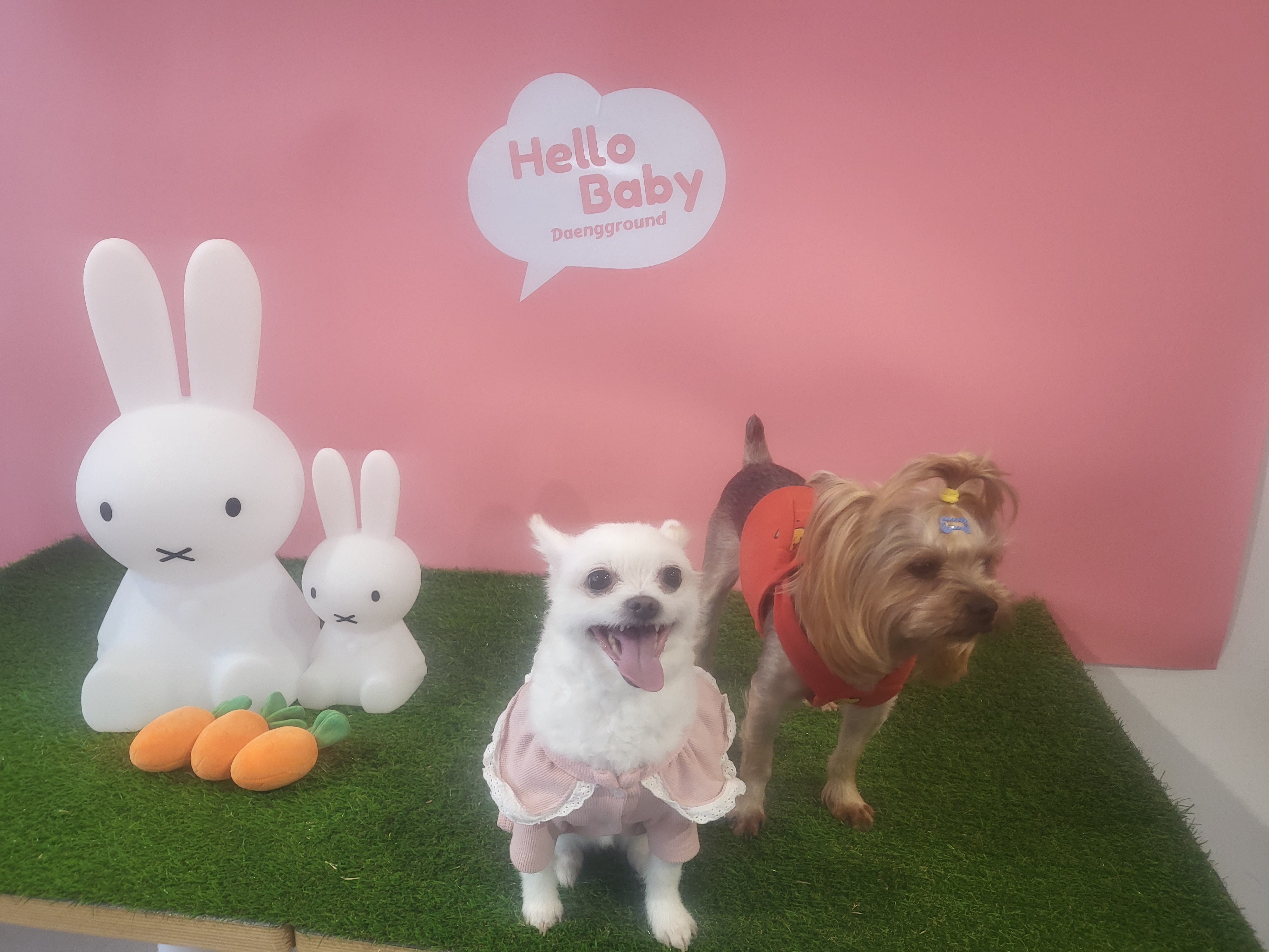 오투(현 설희) 2달 임보 근황올려요!!♡