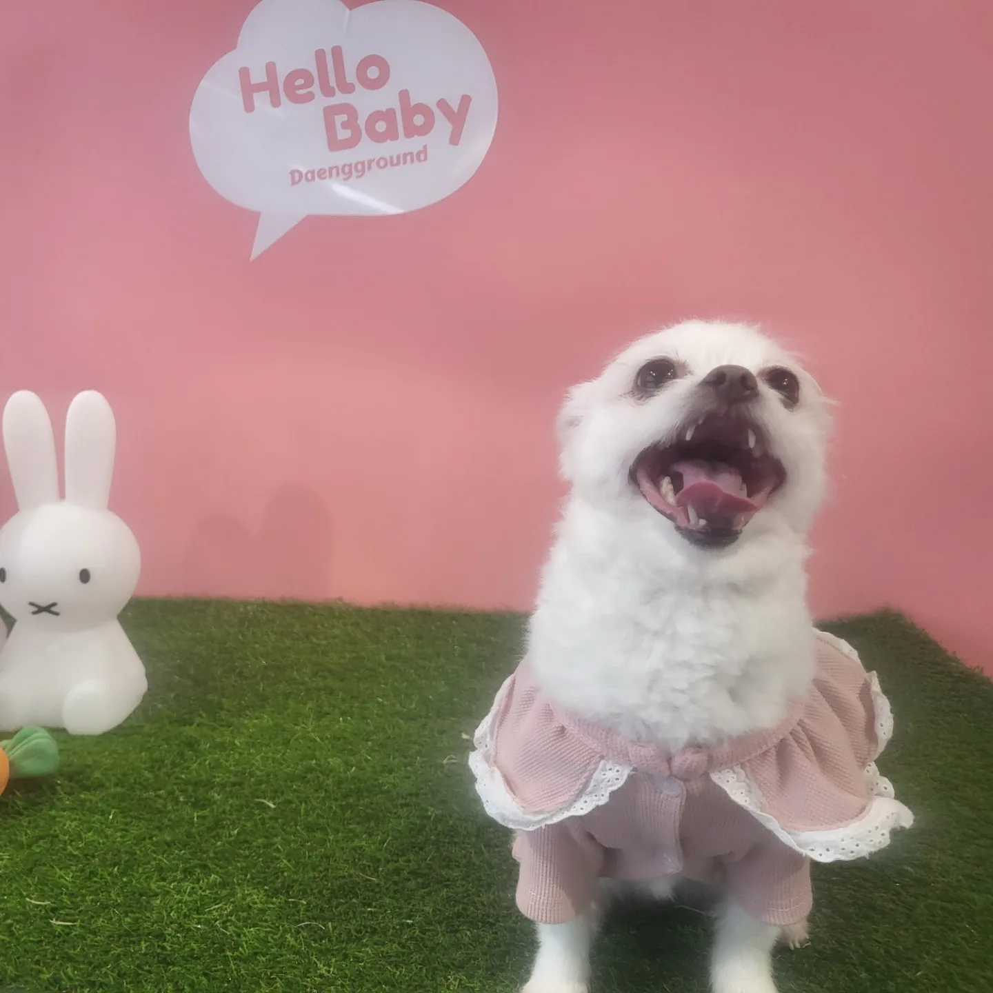 오투(현 설희) 2달 임보 근황올려요!!♡