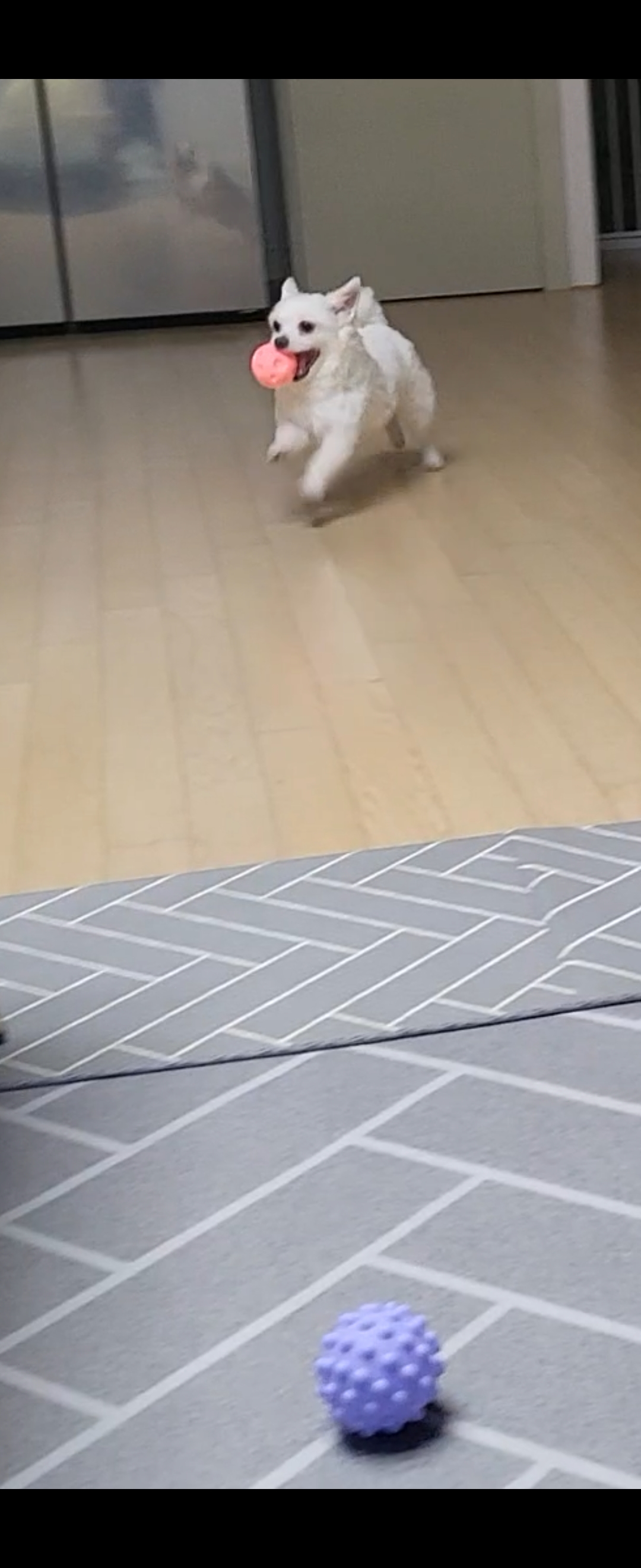 오투(현 설희) 2달 임보 근황올려요!!♡