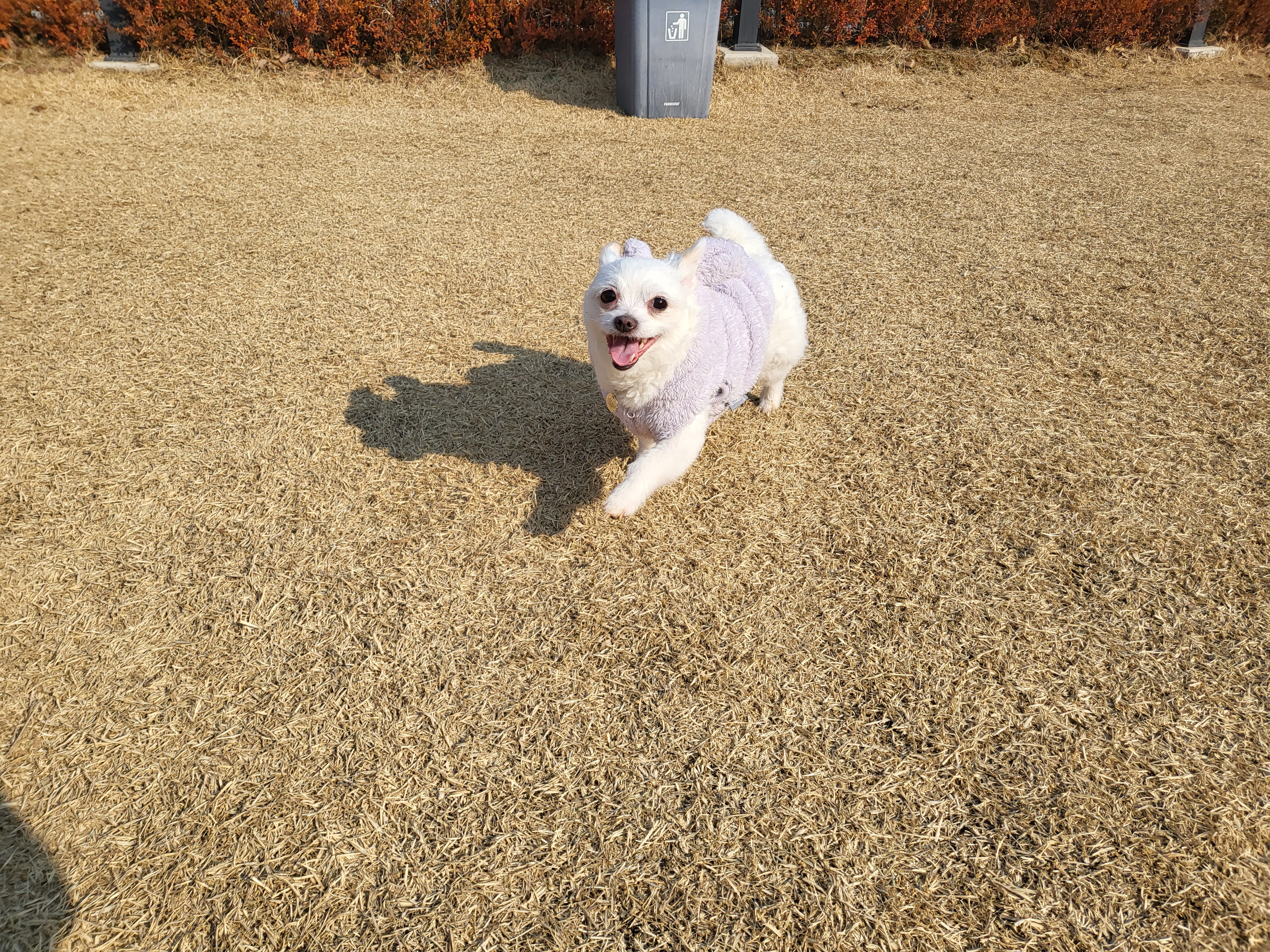 오투(현 설희) 2달 임보 근황올려요!!♡