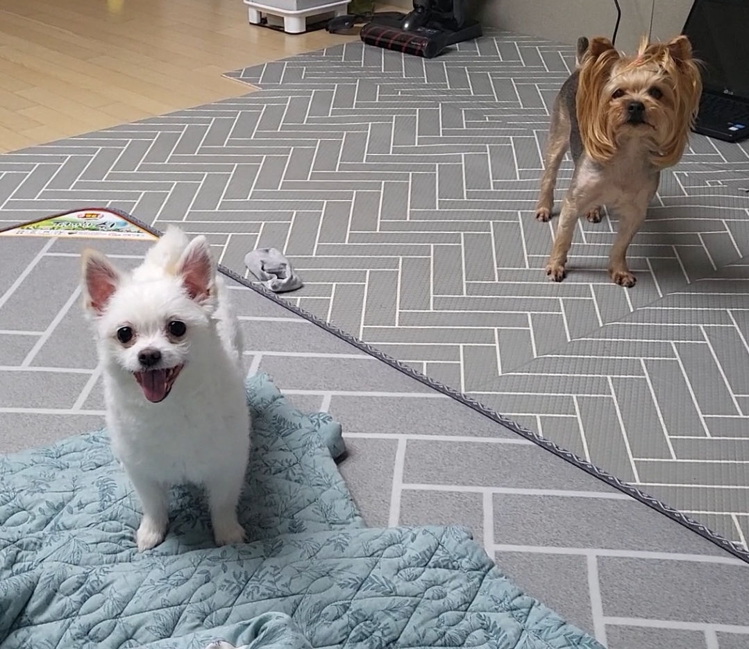 오투(현 설희) 2달 임보 근황올려요!!♡