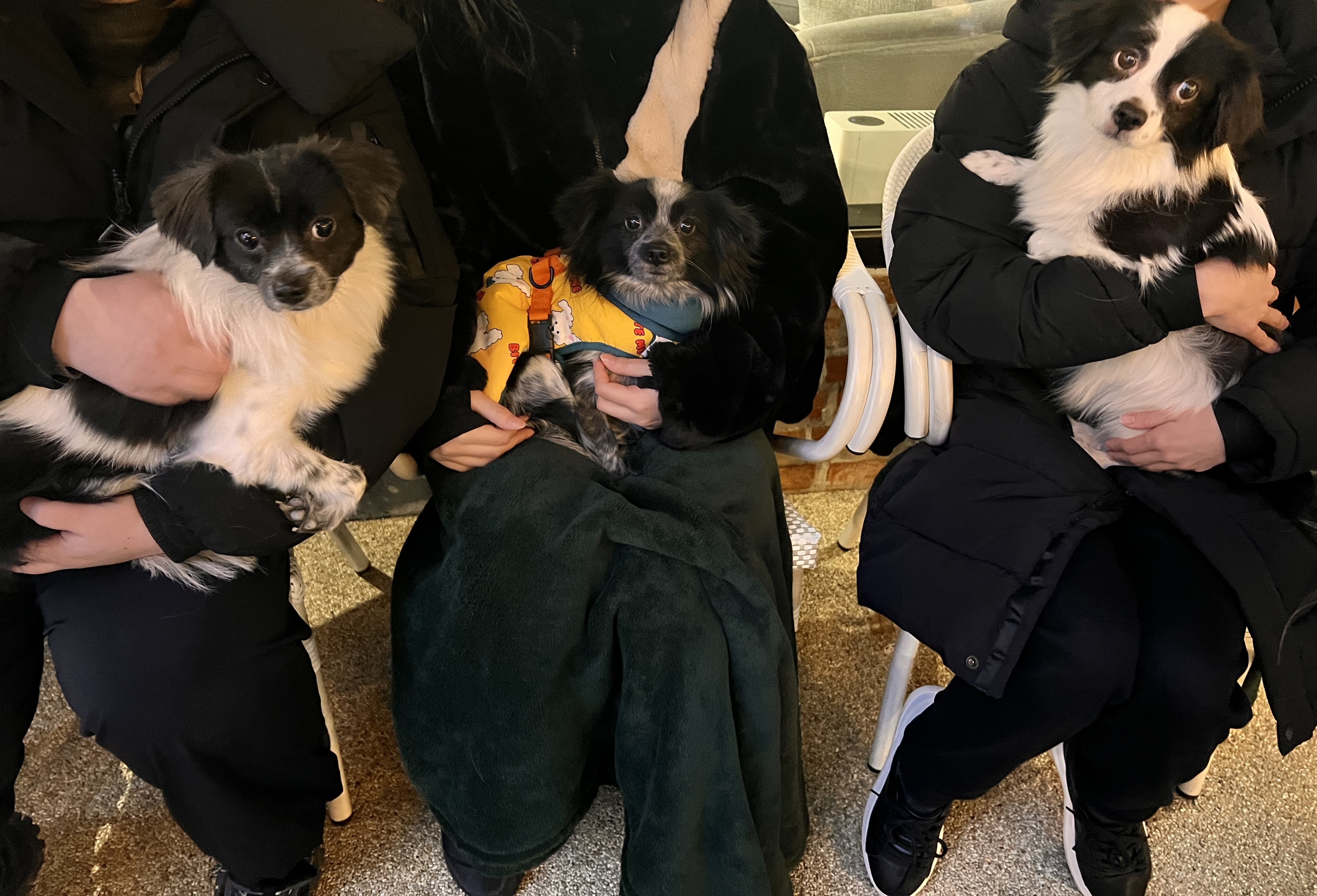 오이(오야) 입양 1년 후