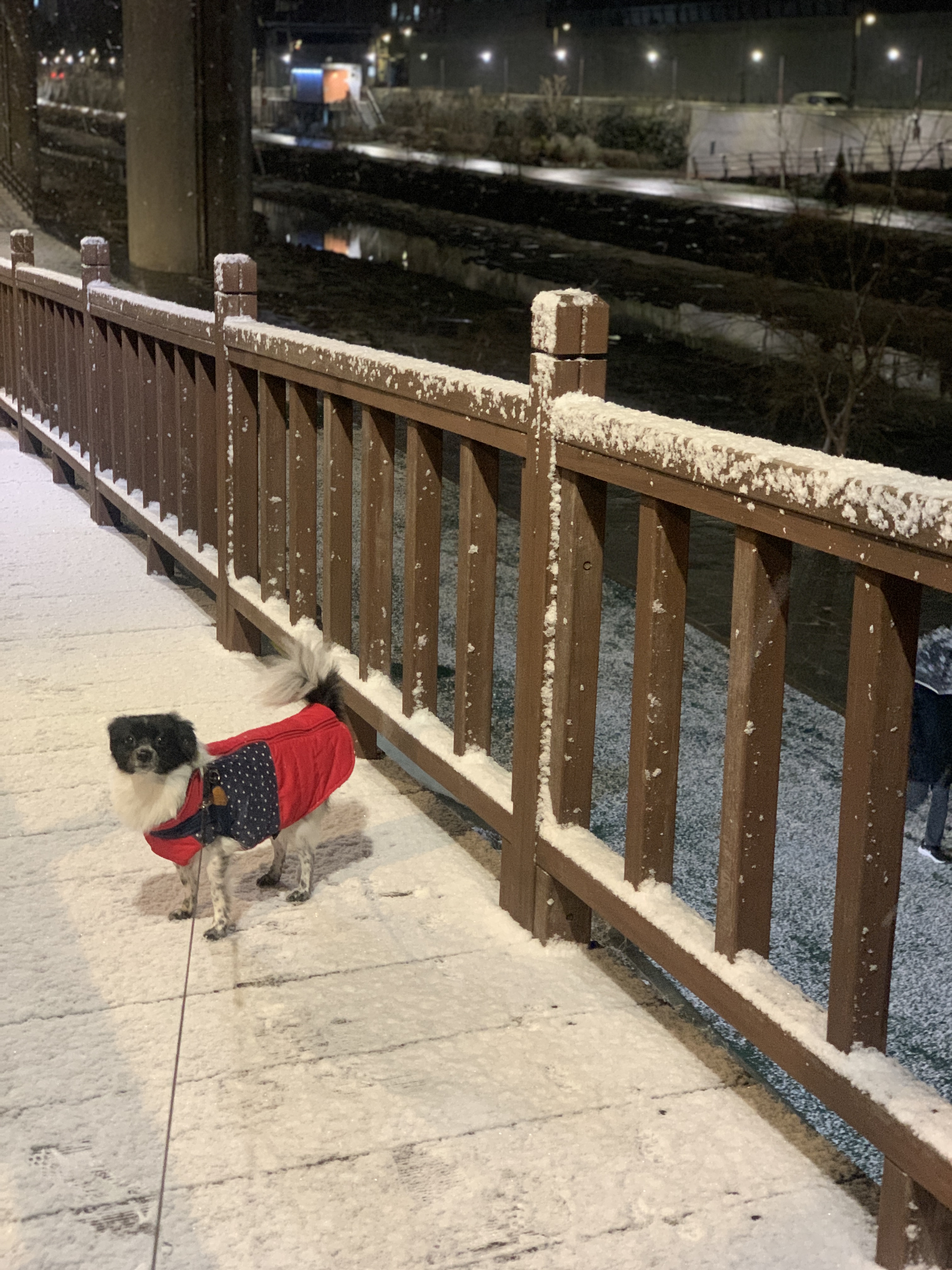 오이(오야) 입양 1년 후