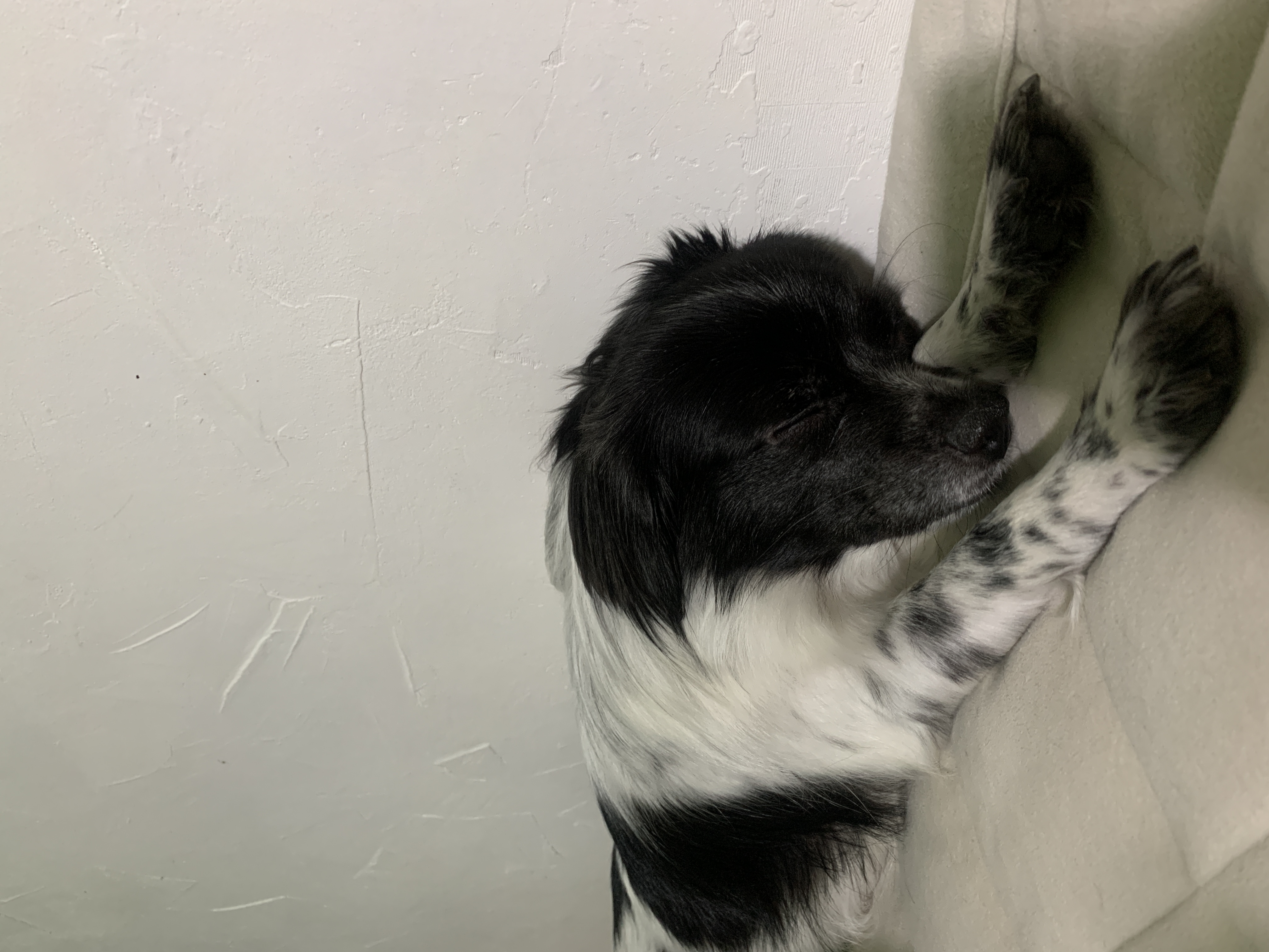 오이(오야) 입양 1년 후