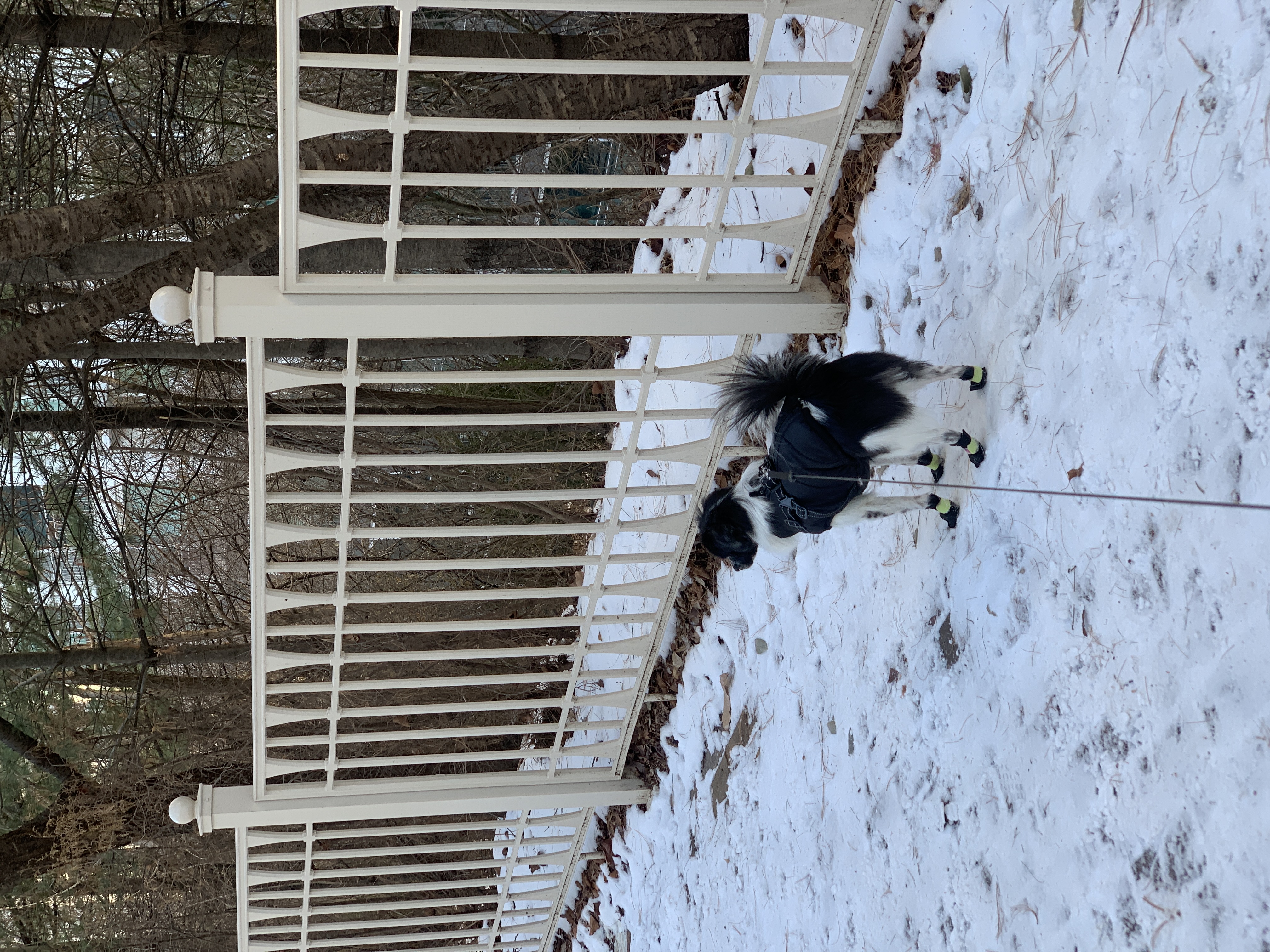 오이(오야) 입양 1년 후