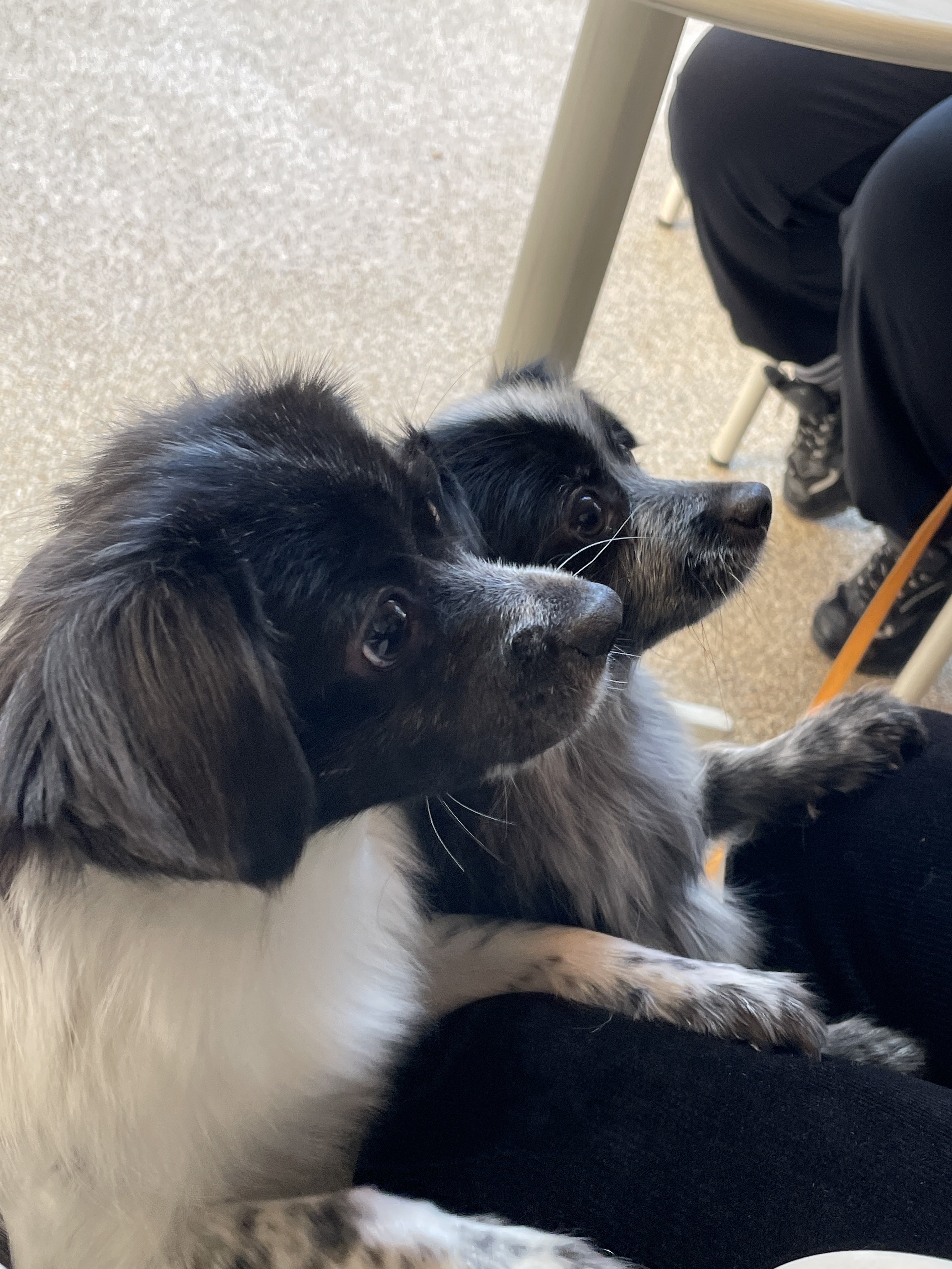 오이(오야) 입양 1년 후