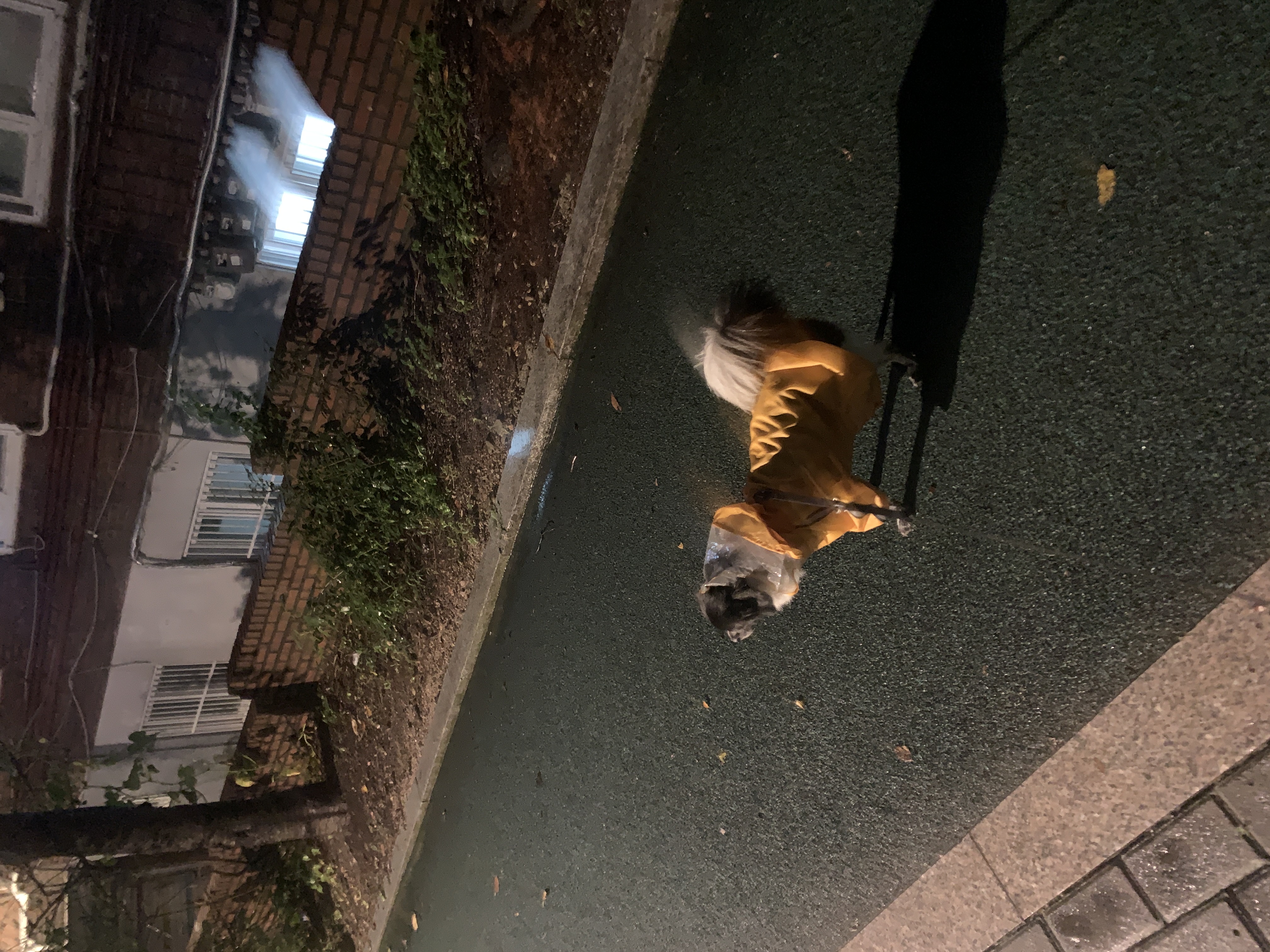 오이(오야) 입양 1년 후