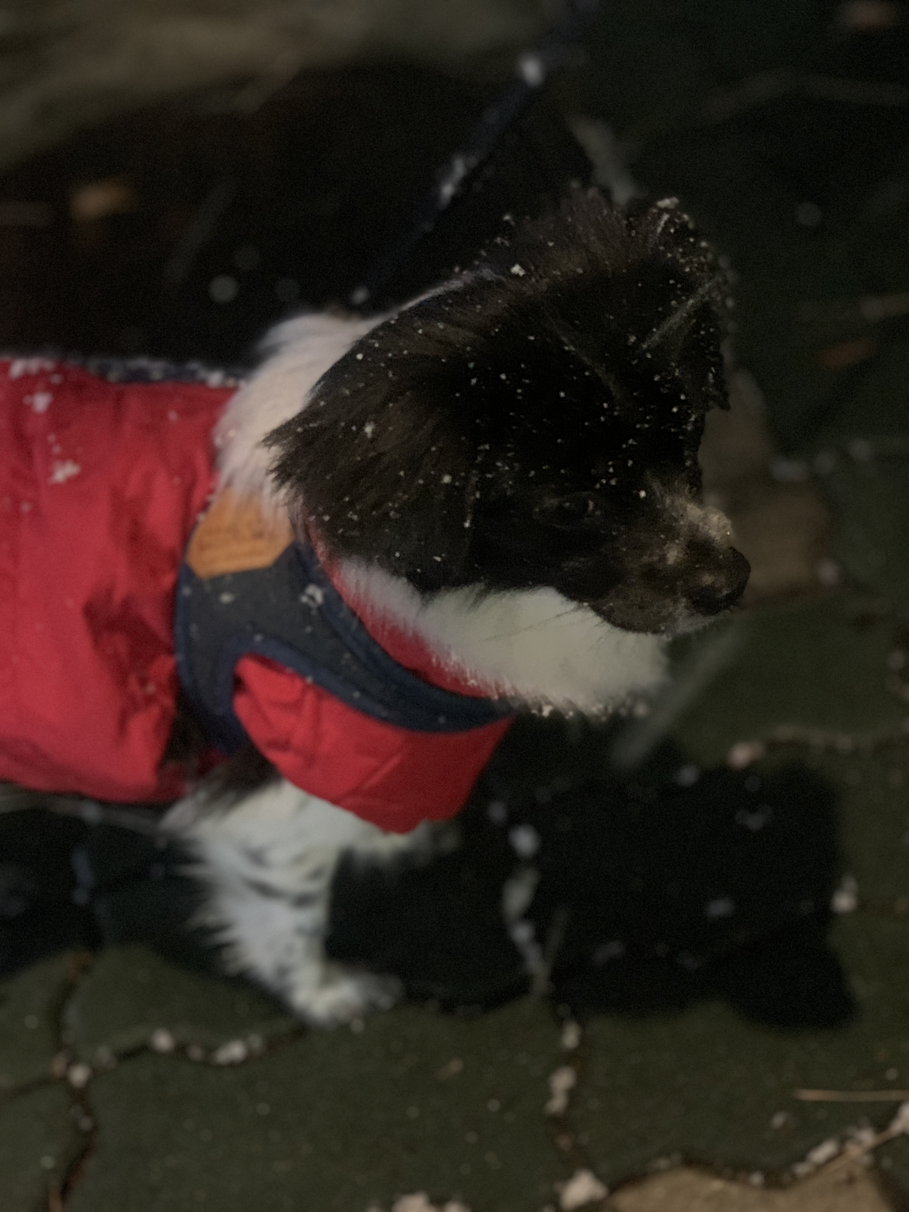 오이(오야) 입양 1년 후