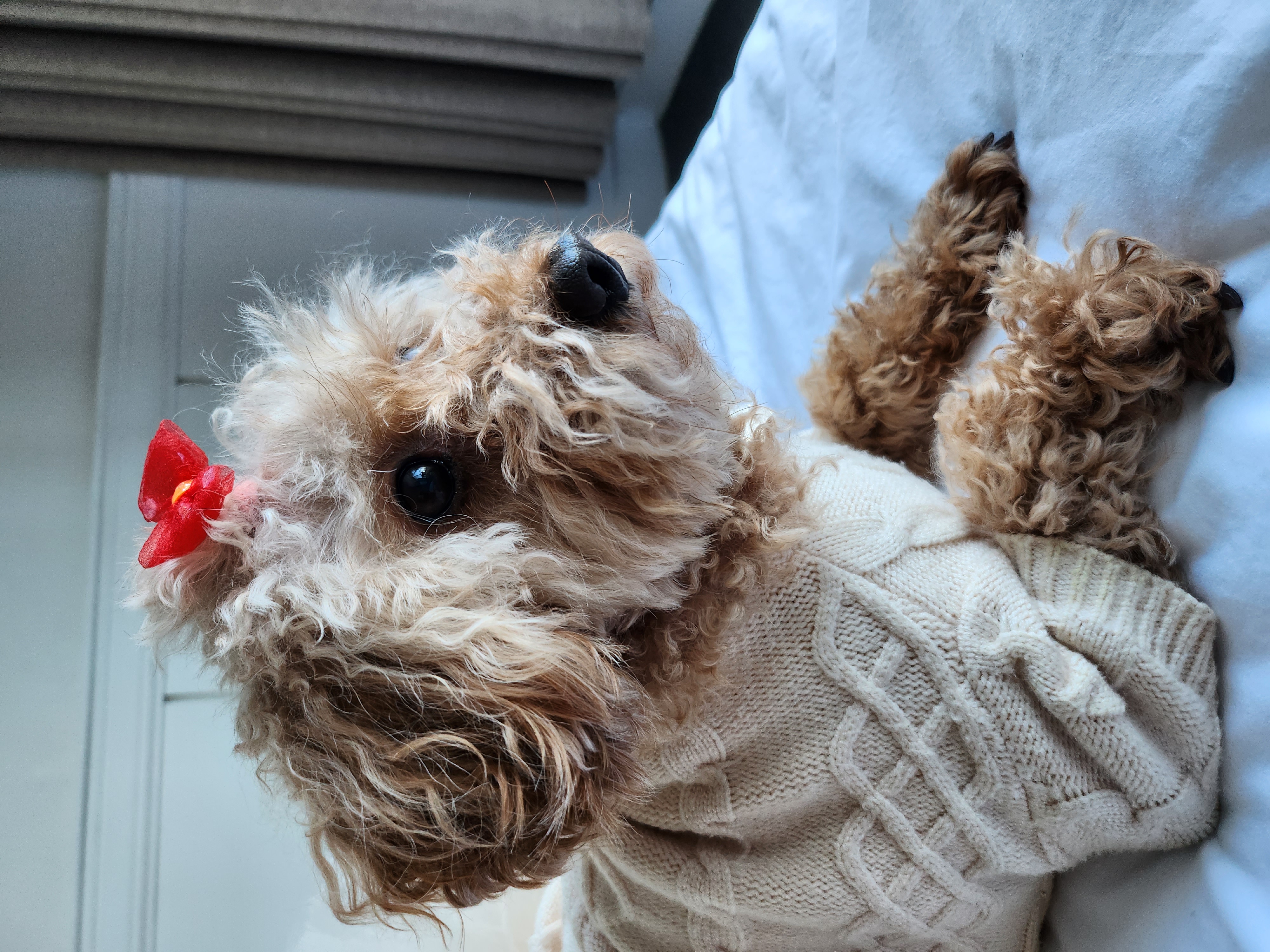 곤지암83 치치 입양 2년