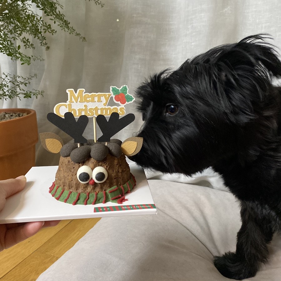 댄과 함께한 1년 :)