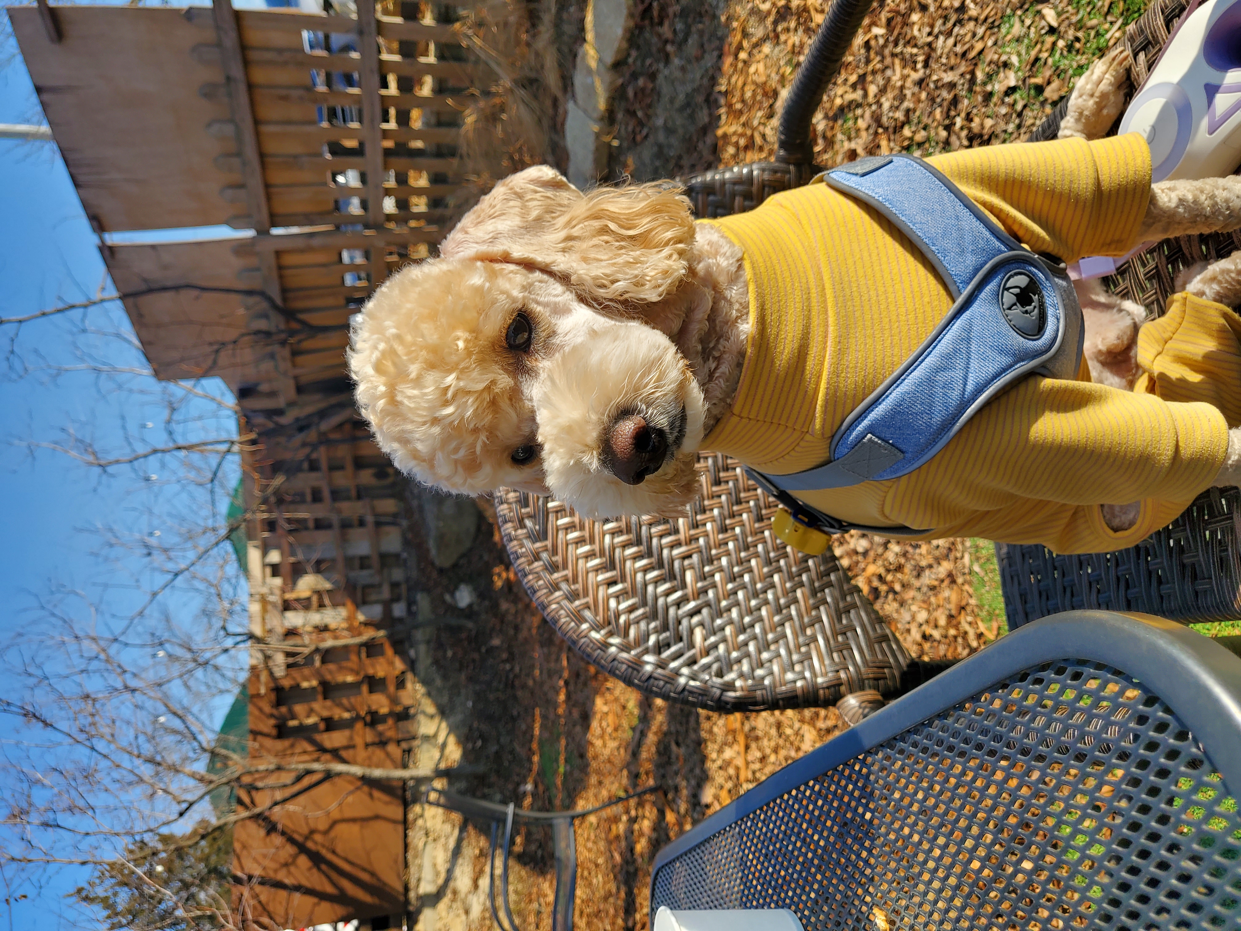 해피(곤지암 푸이)