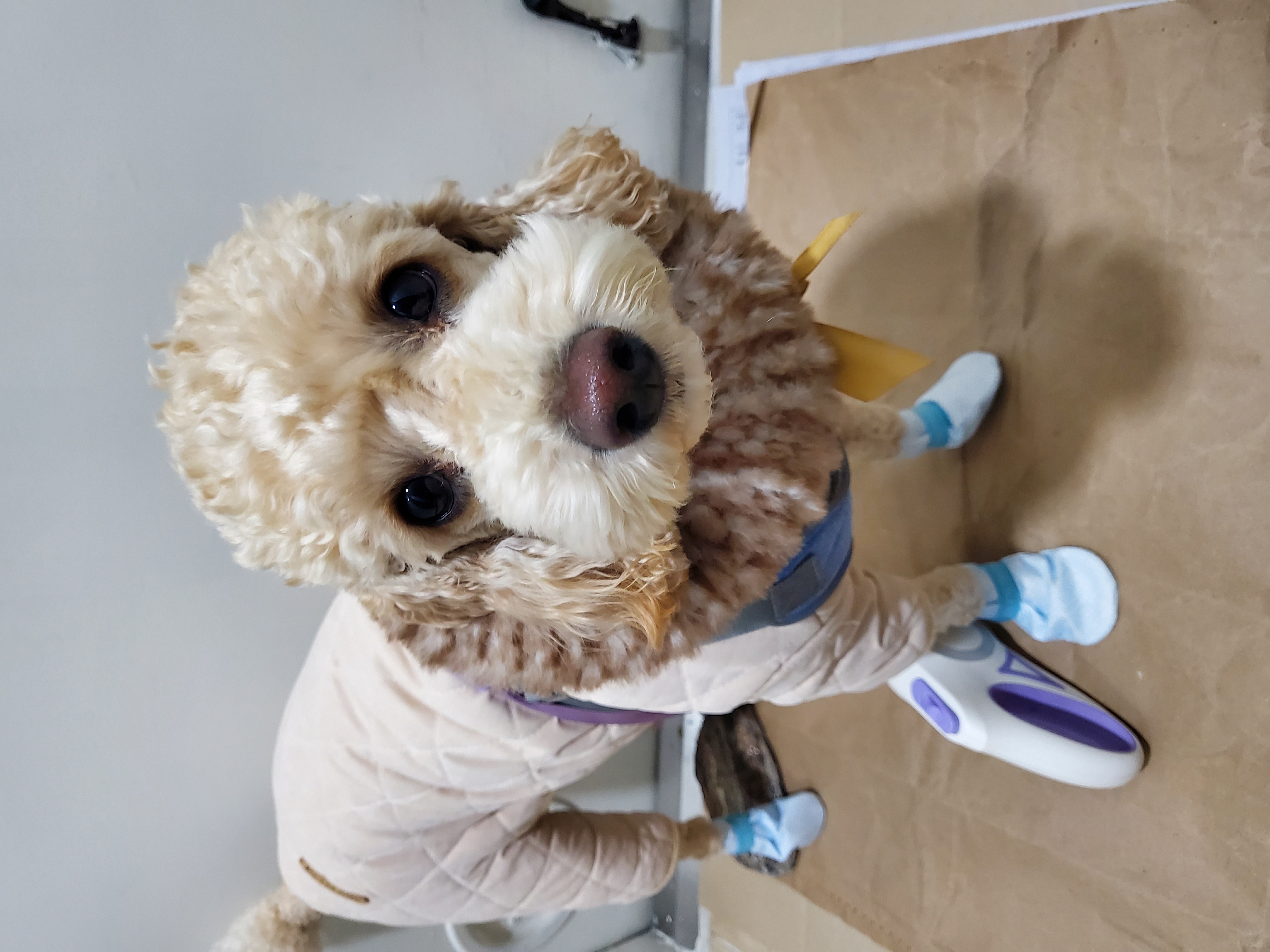 해피(곤지암 푸이)