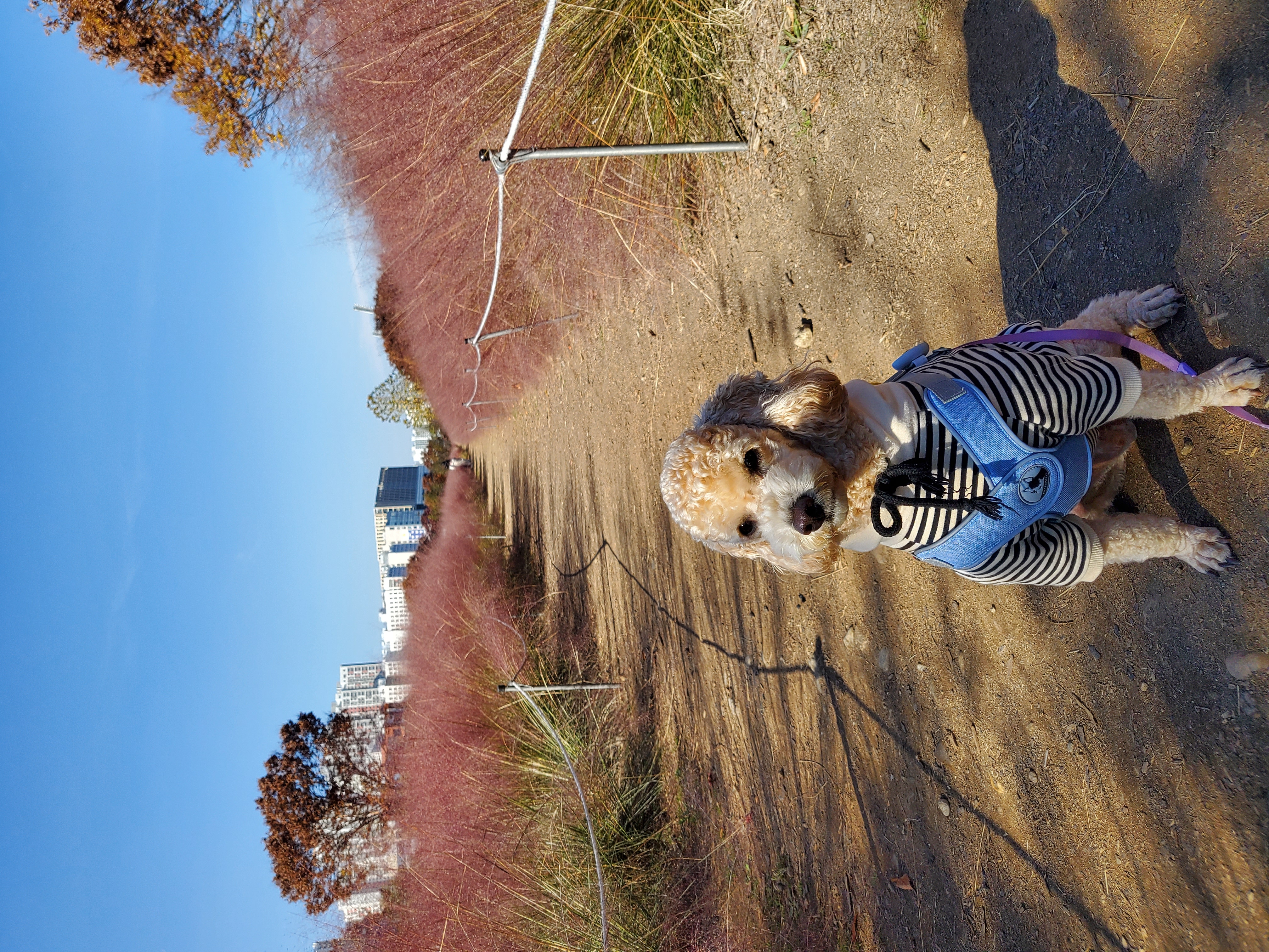 해피(곤지암 푸이)