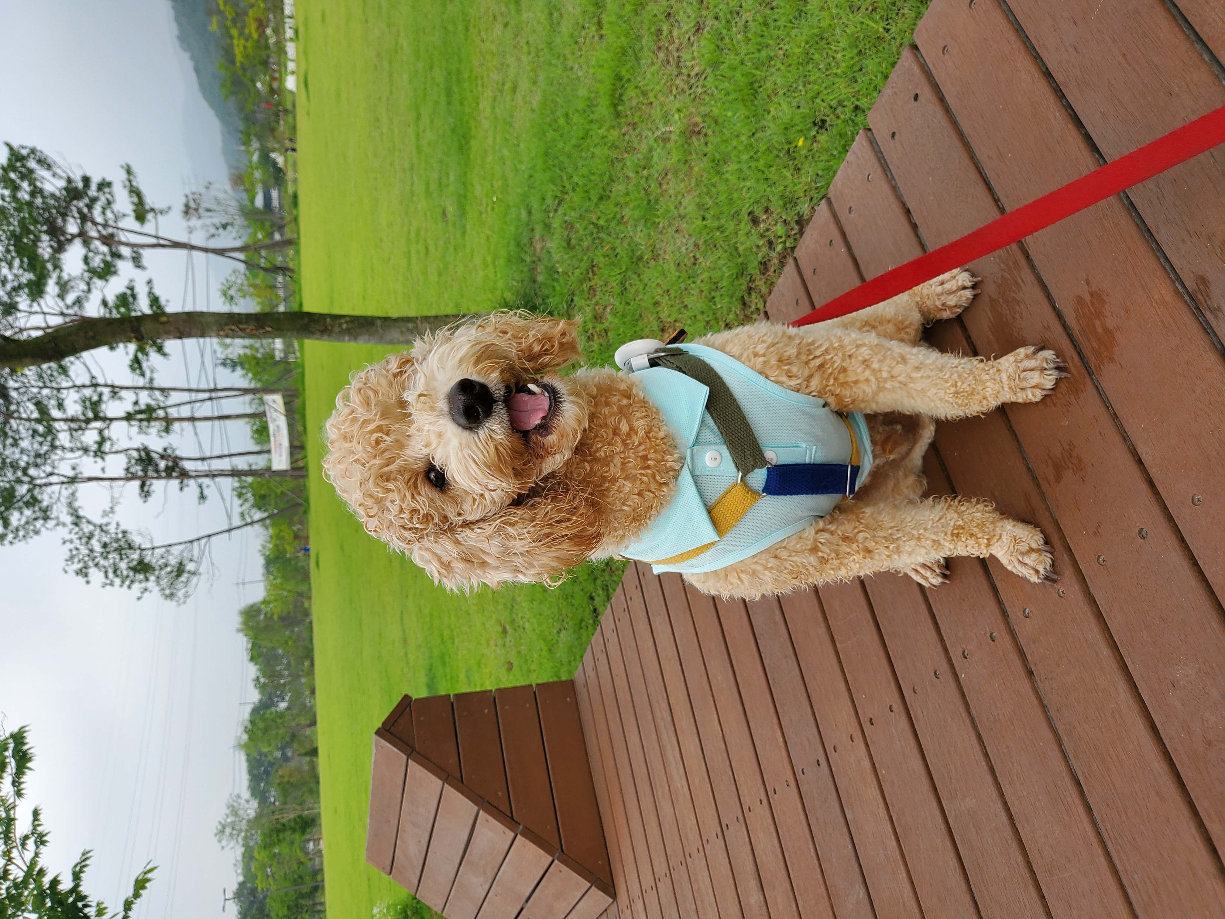 해피(곤지암 푸이)