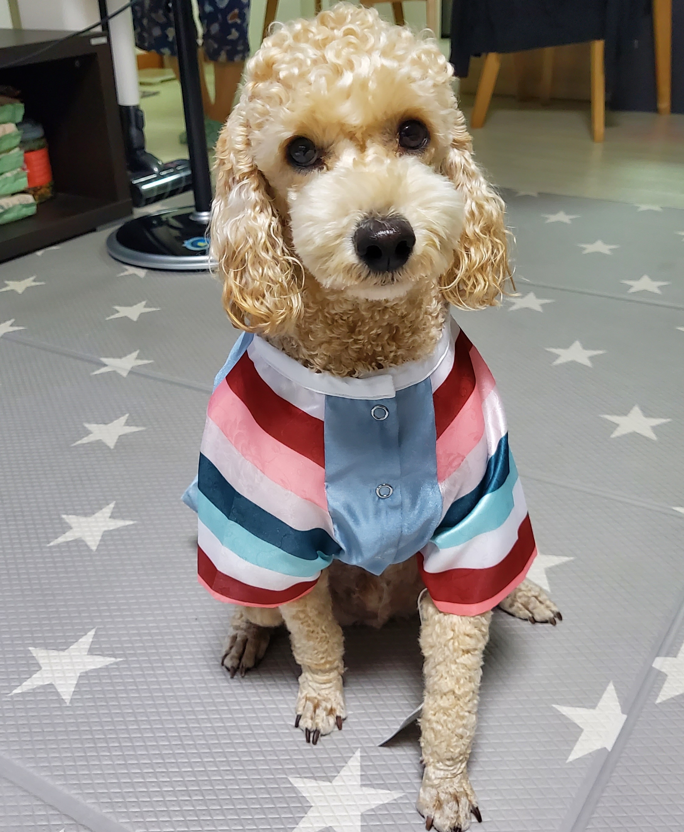 해피(곤지암 푸이)