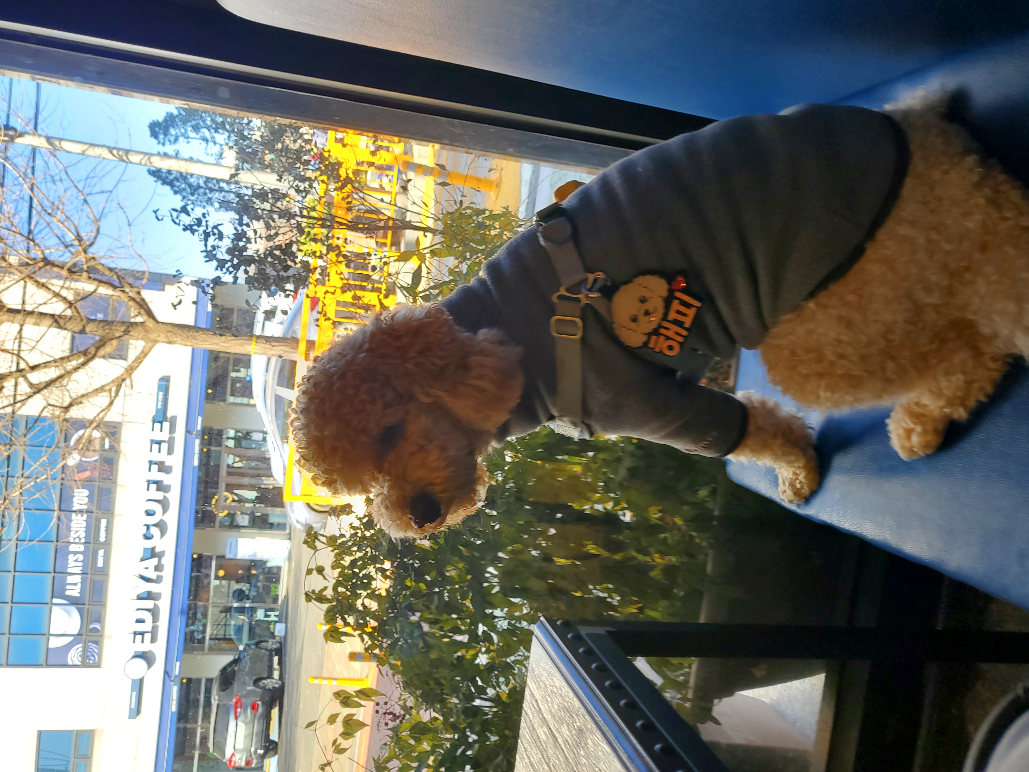 해피(곤지암 푸이)