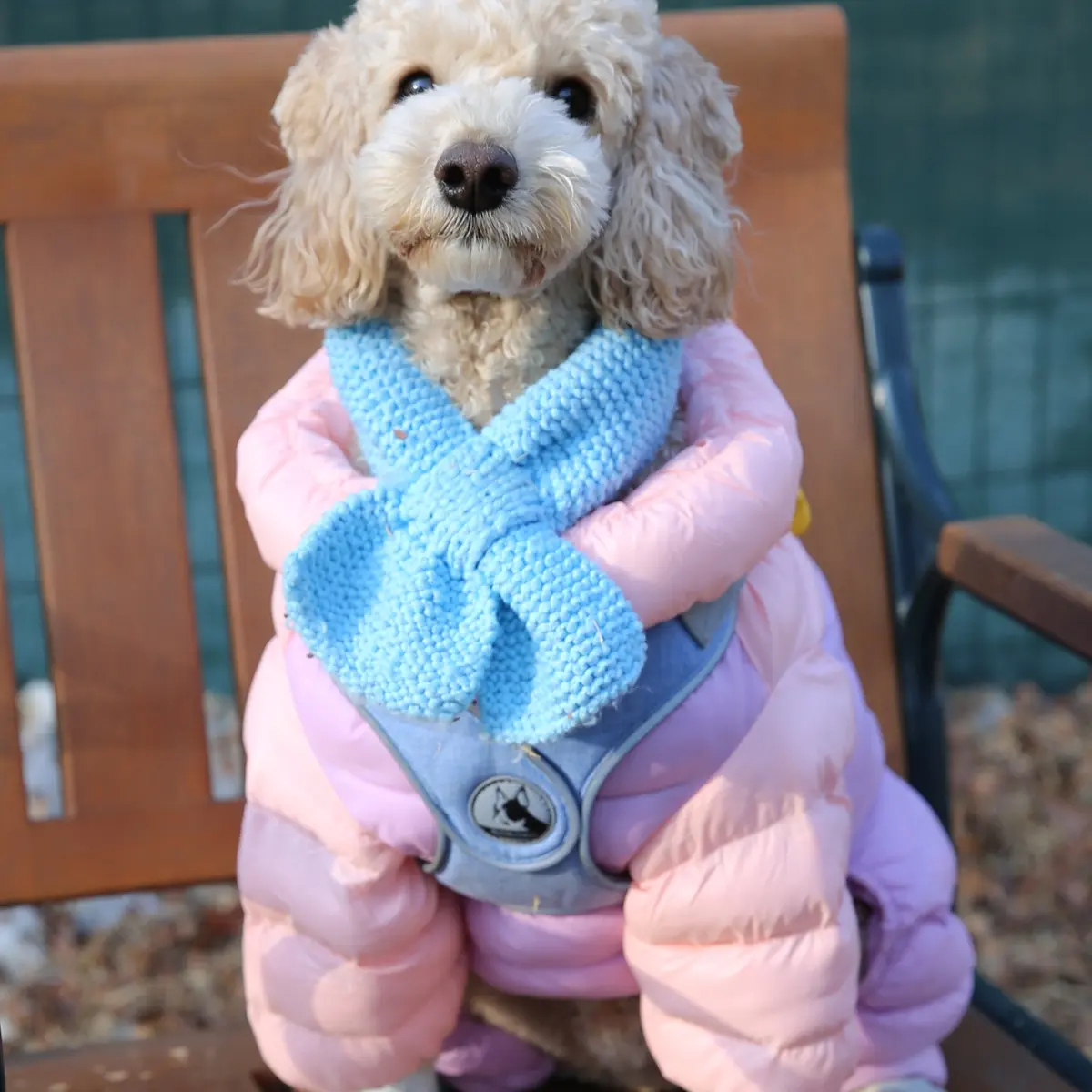 해피(곤지암 푸이)