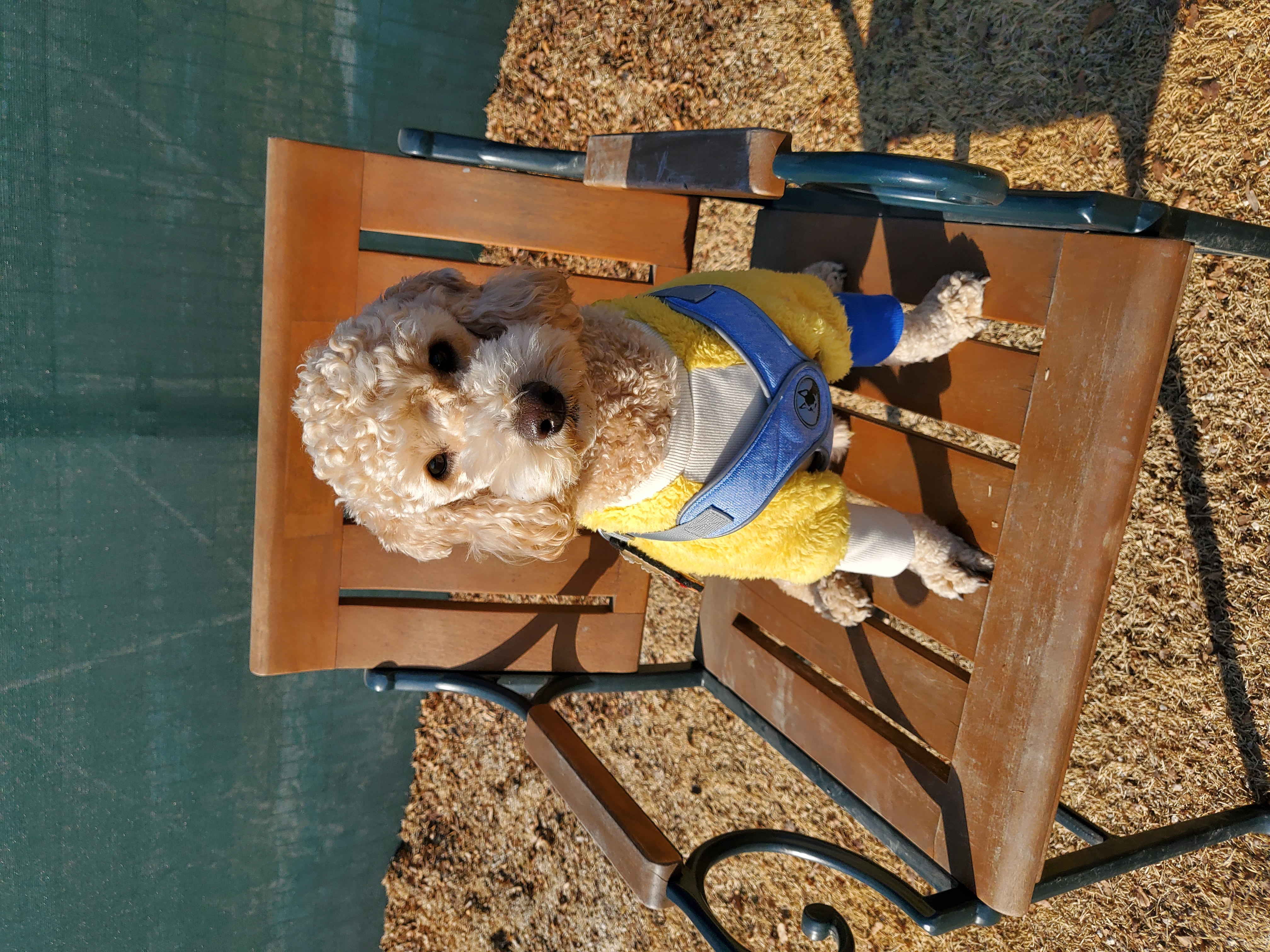 해피(곤지암 푸이)