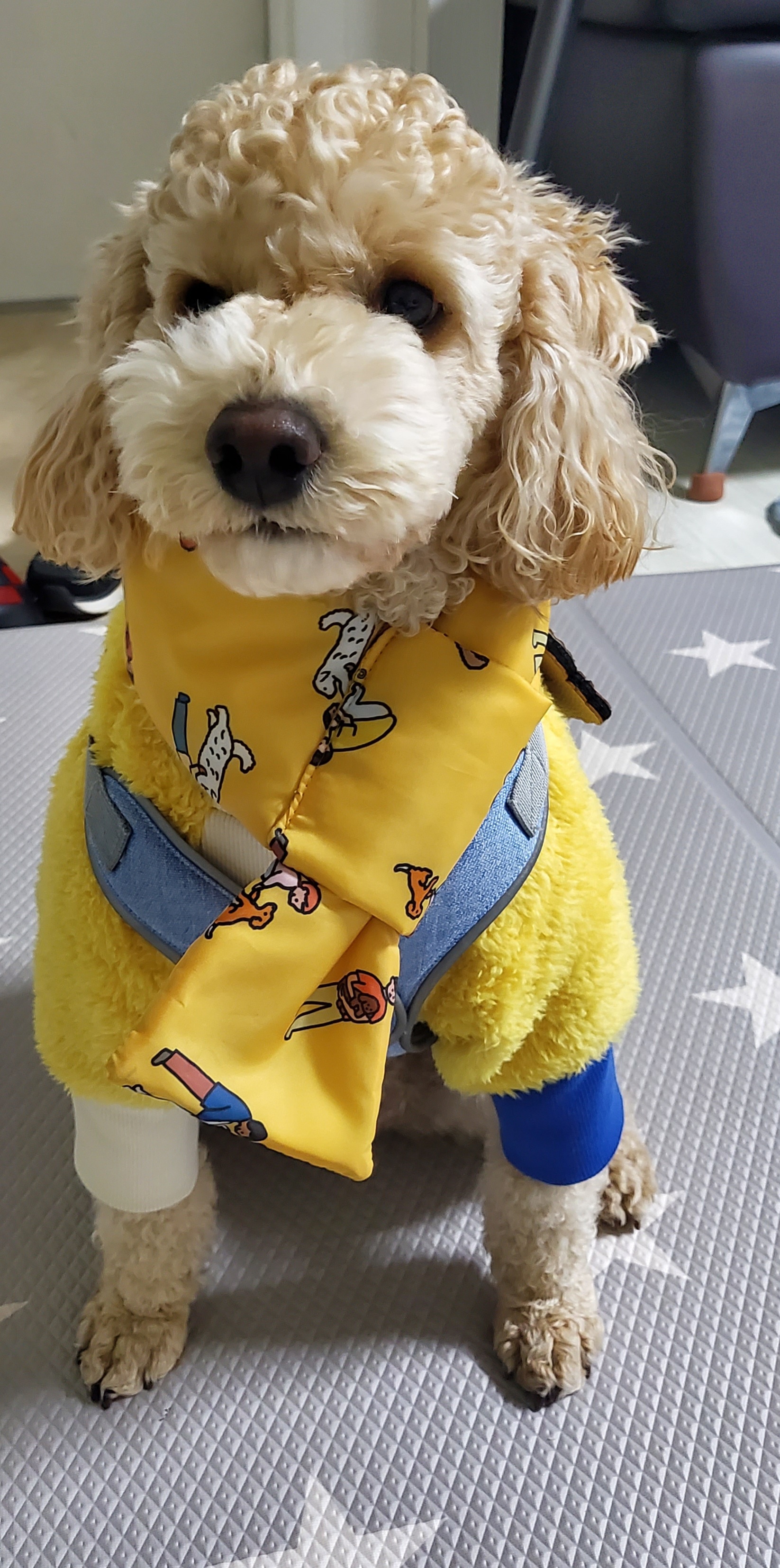 해피(곤지암 푸이)