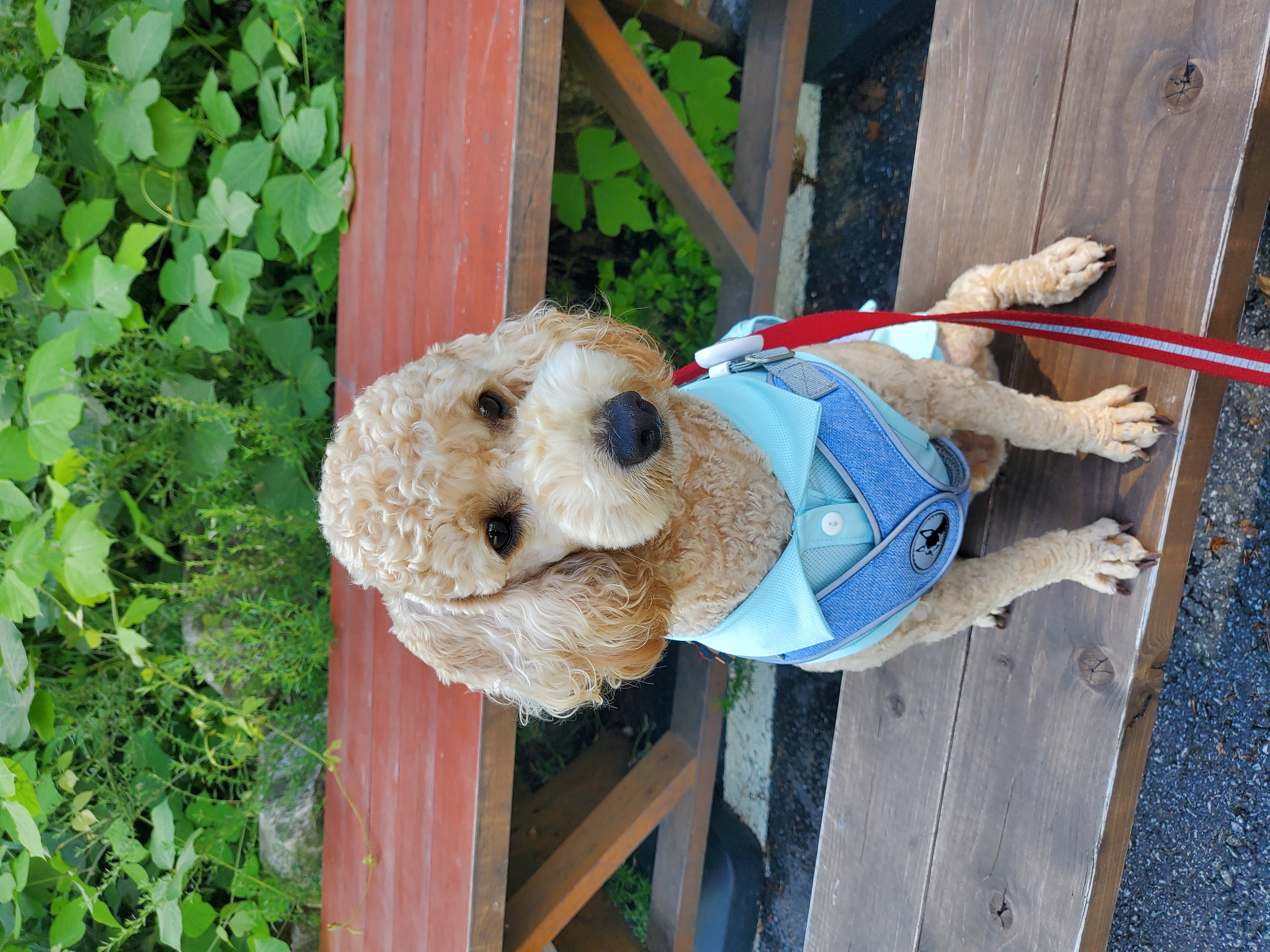 해피(곤지암 푸이)