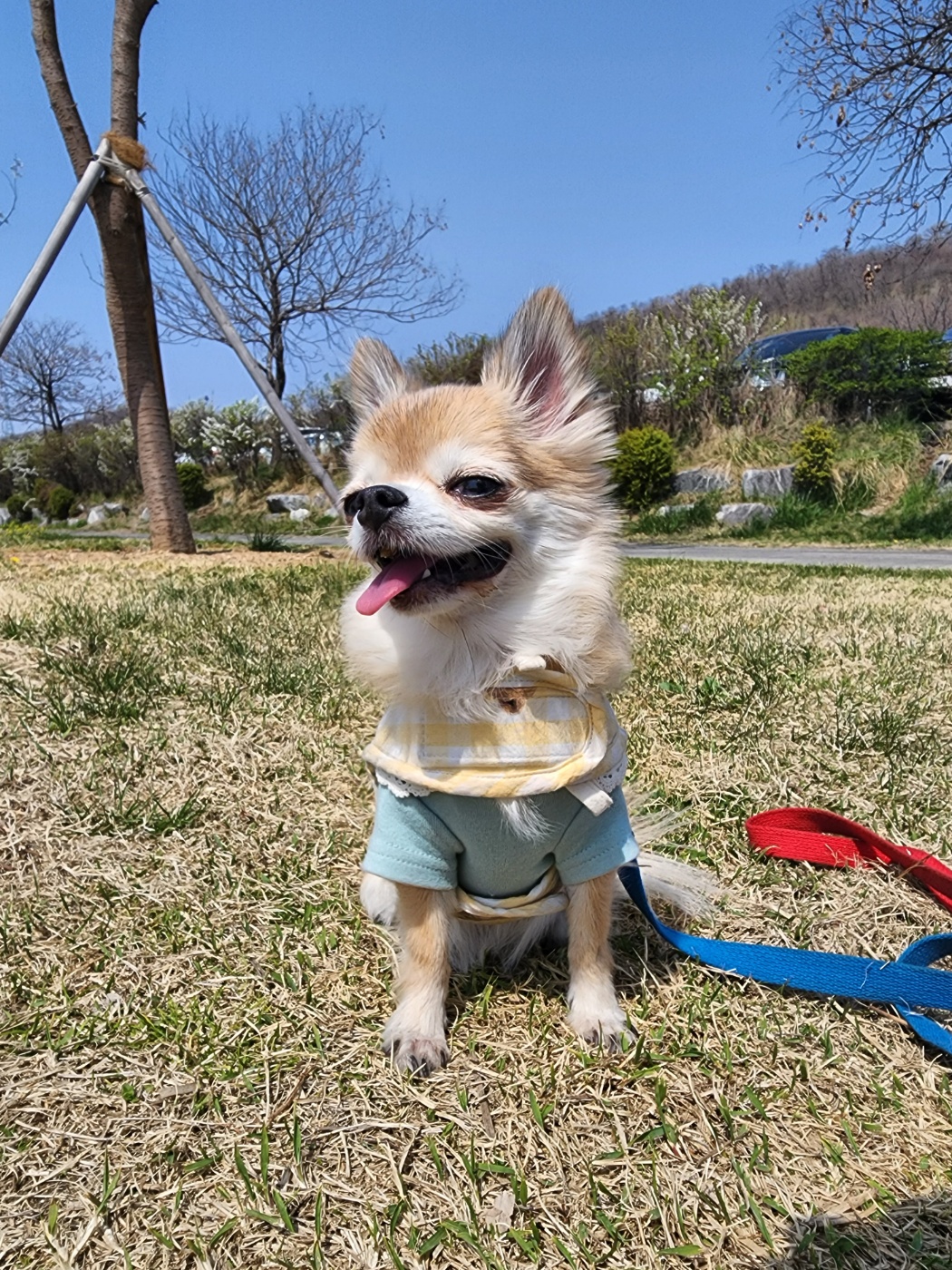 평택치와와_초롱이(쎄요) 4주년 후기입니다^^