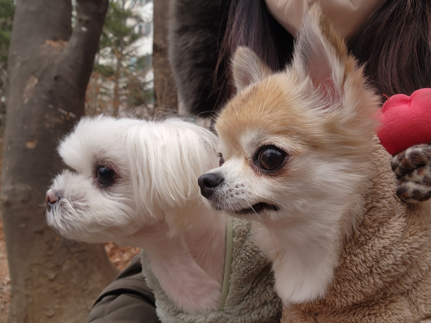 평택치와와_초롱이(쎄요) 4주년 후기입니다^^