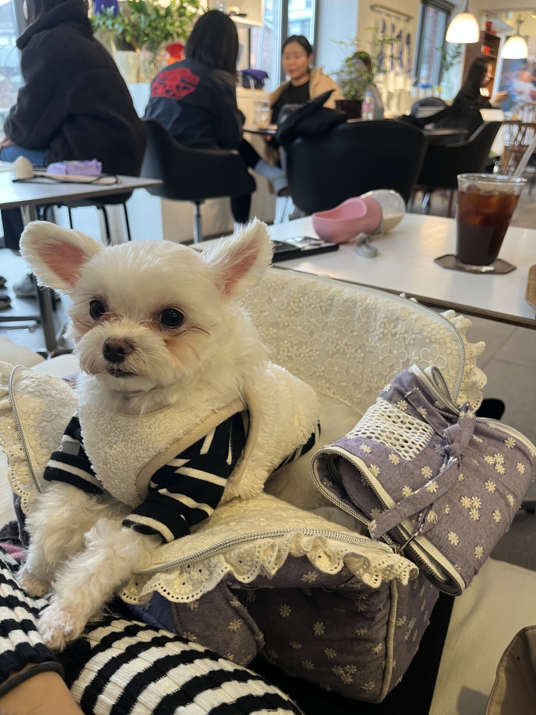 아산구조견 엄지 입양 7달 후기입니다.