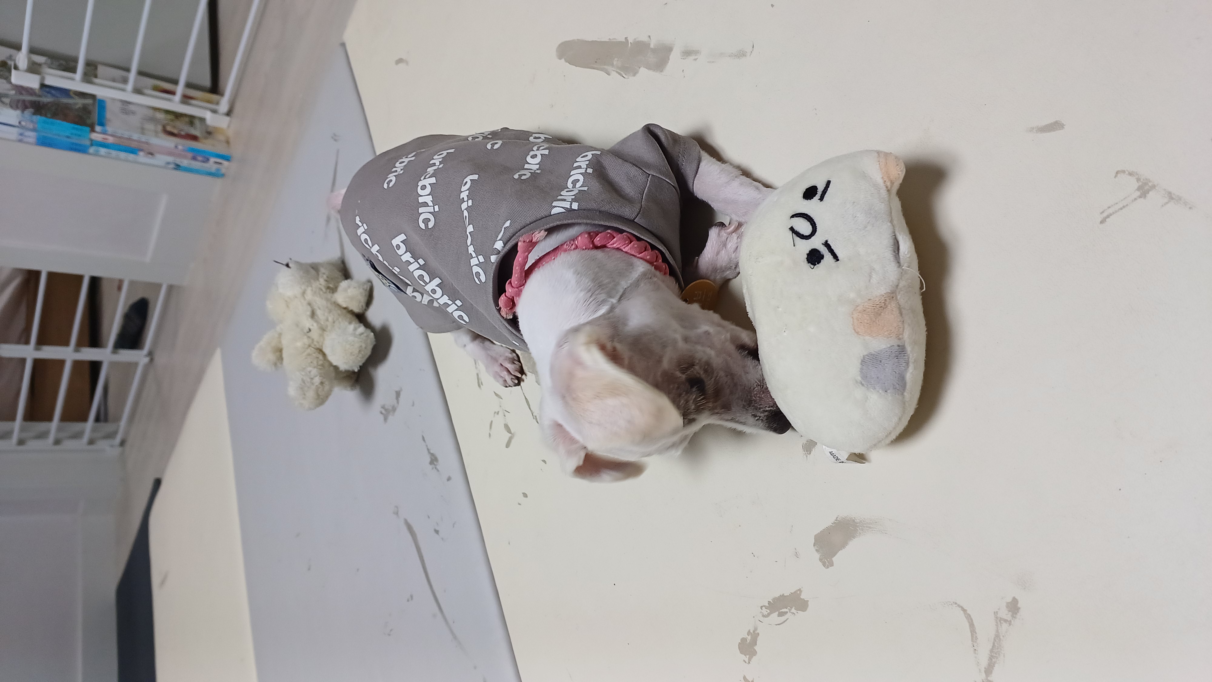 이브(원투) 첫 미용했어요^^