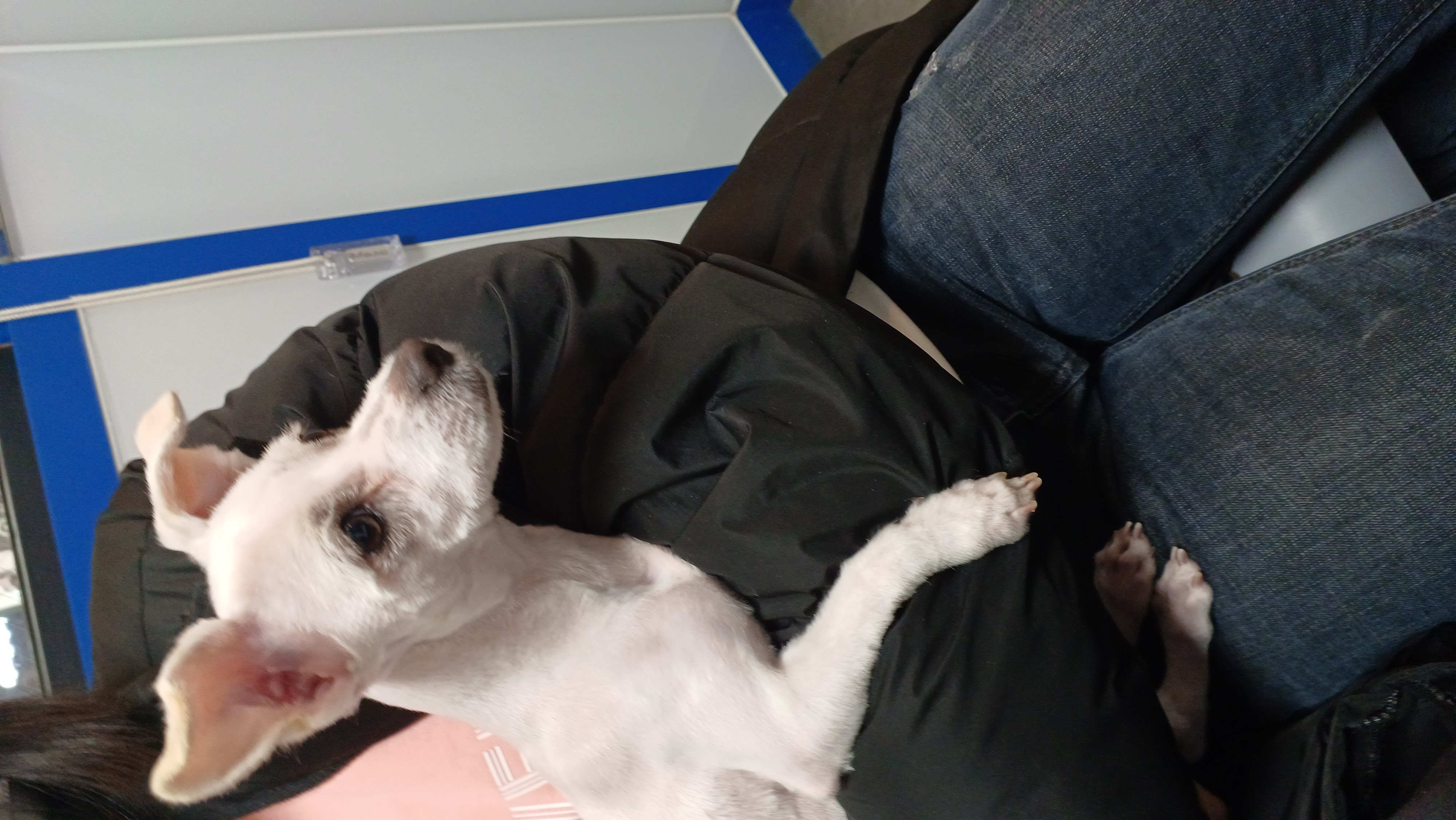 이브(원투) 첫 미용했어요^^