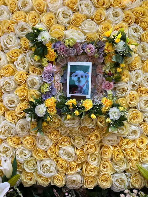 요다 무지개 다리