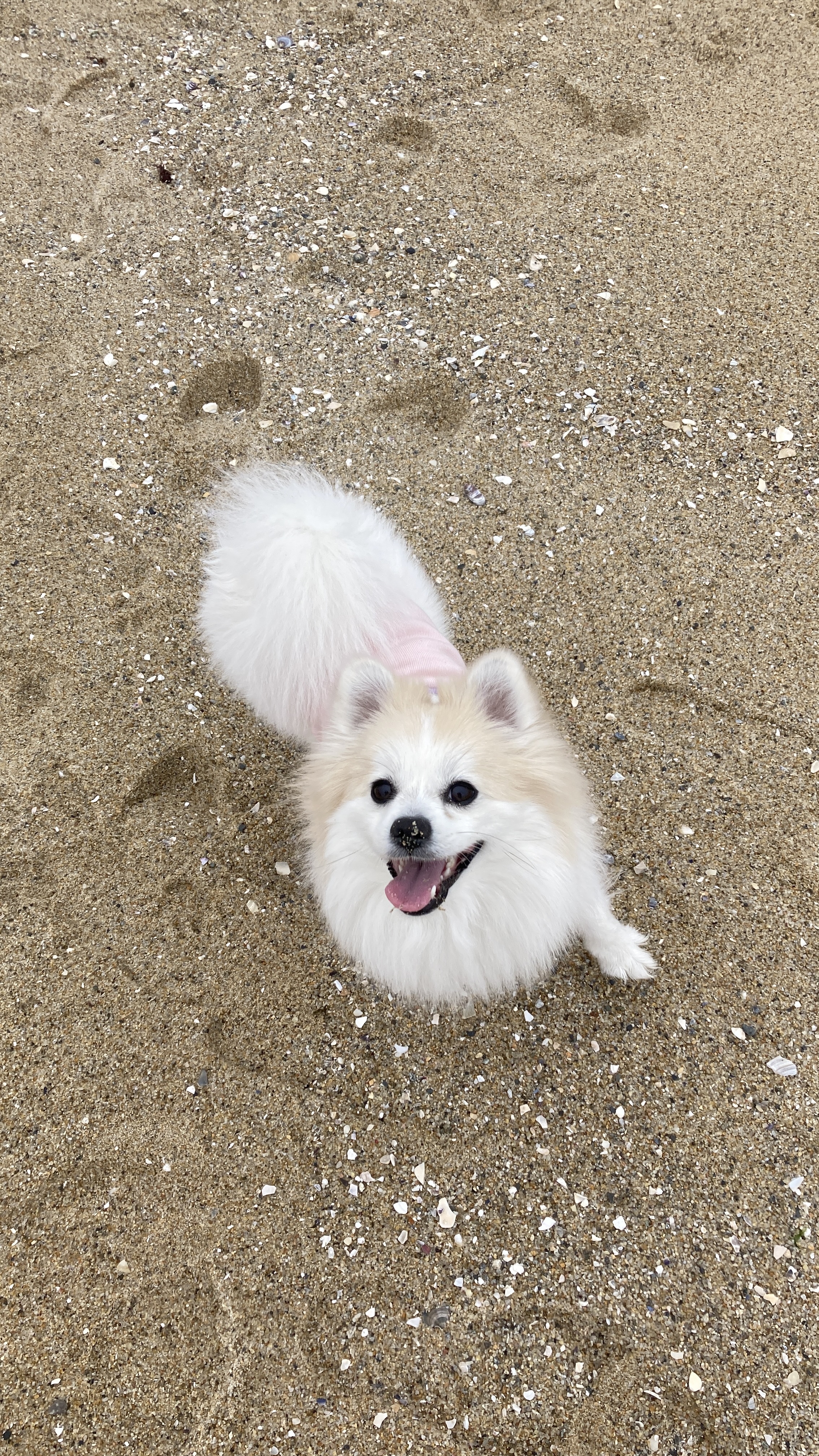 뽀또(마일이) 근황~