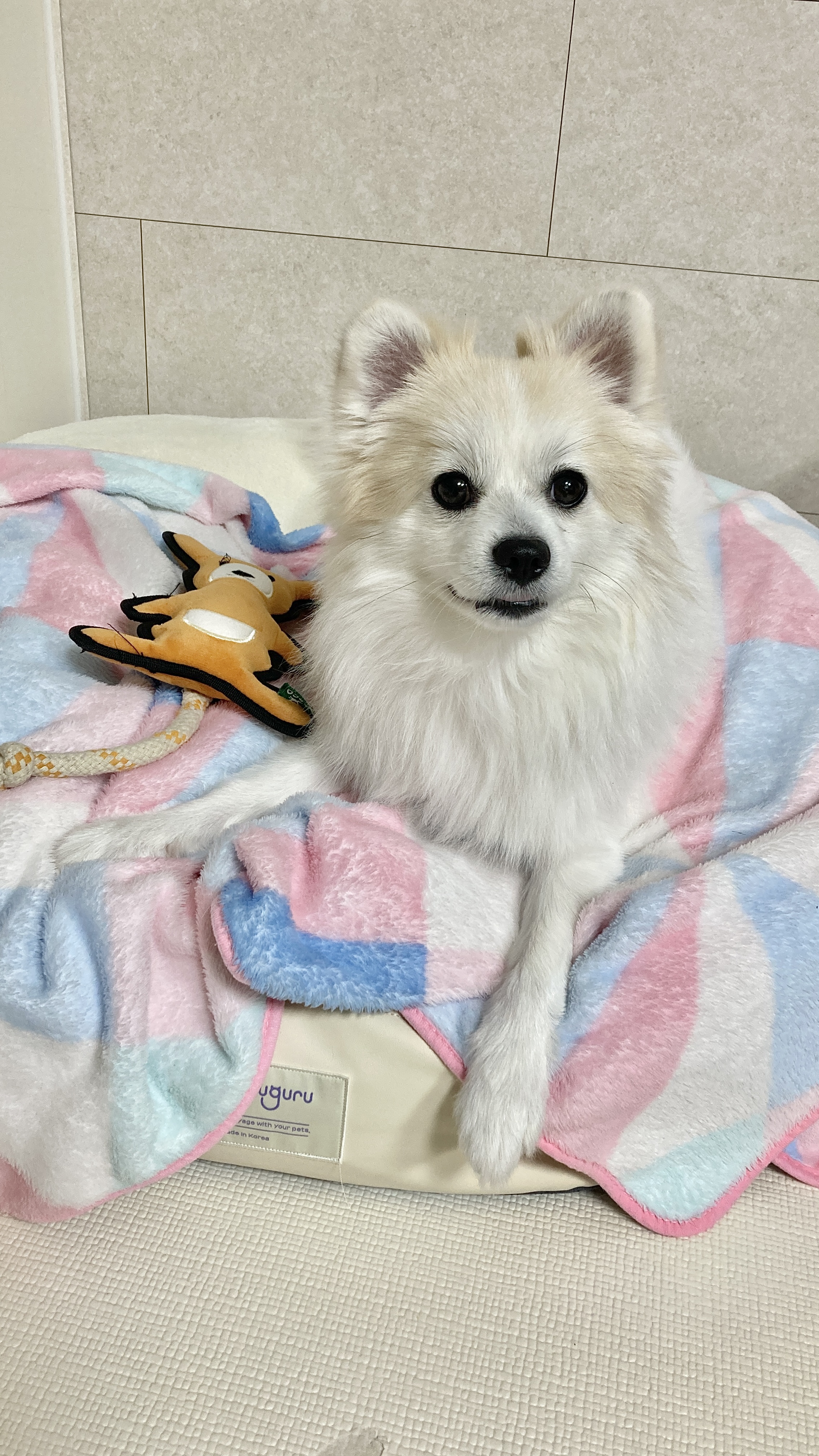 뽀또(마일이) 근황~