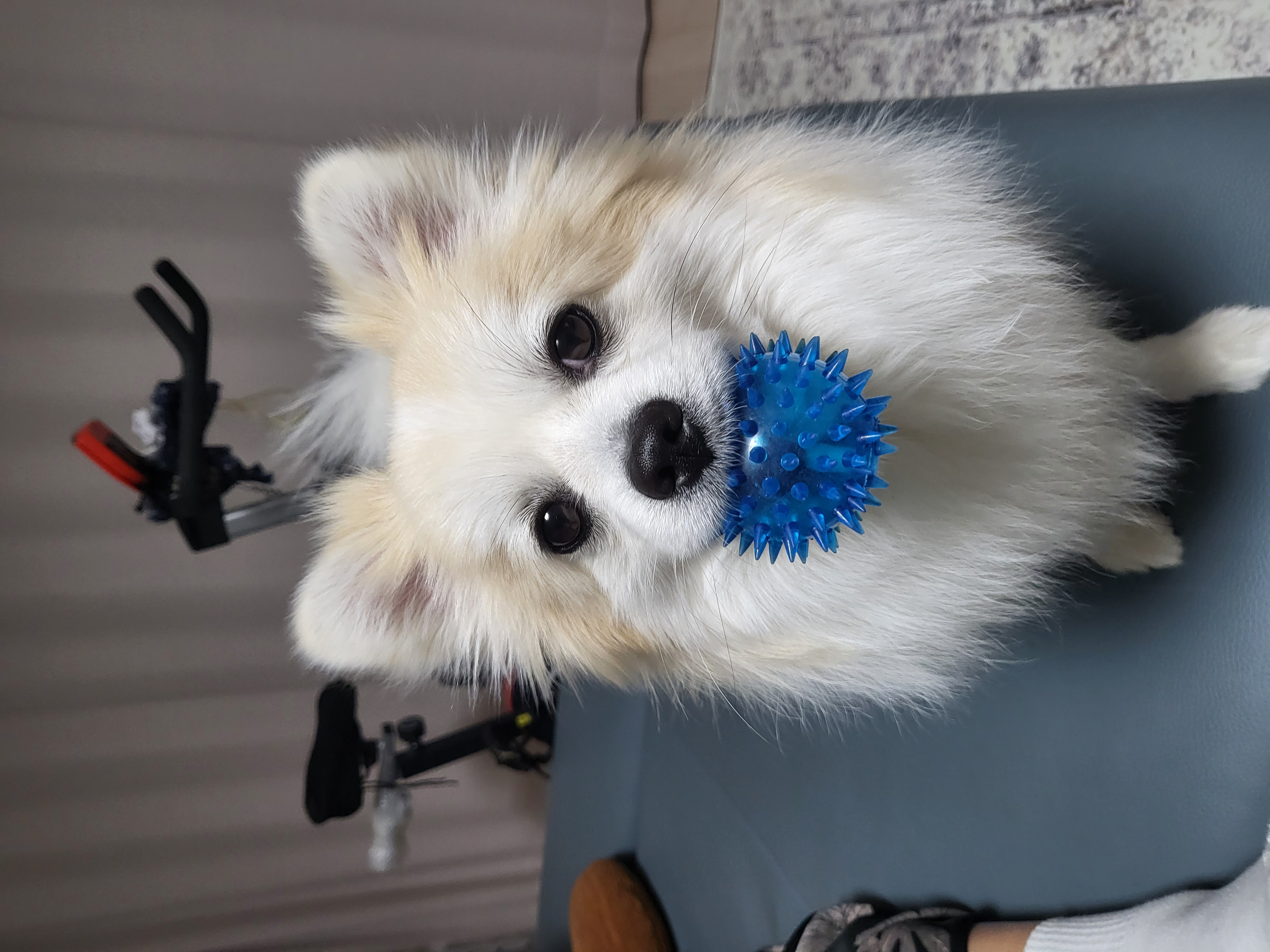 뽀또(마일이) 근황~