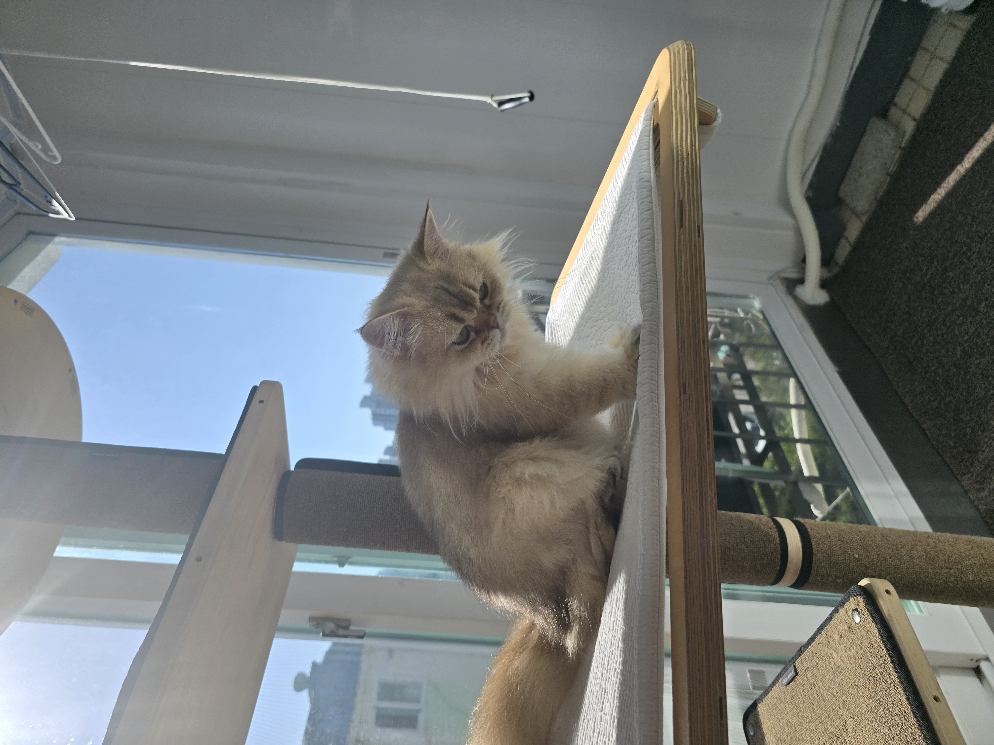 나나&무무(가필드&미가)가족된지 3개월 후기