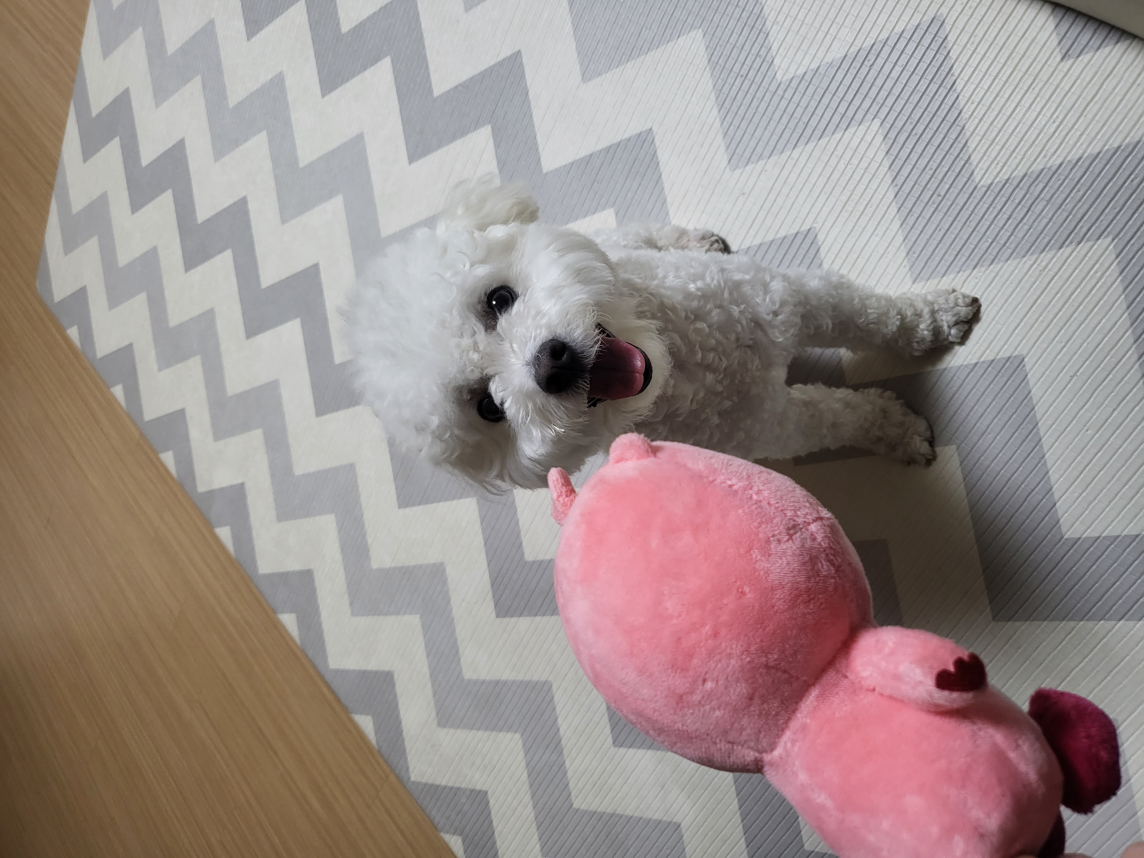 콩이 근황(곤지암 하일이)