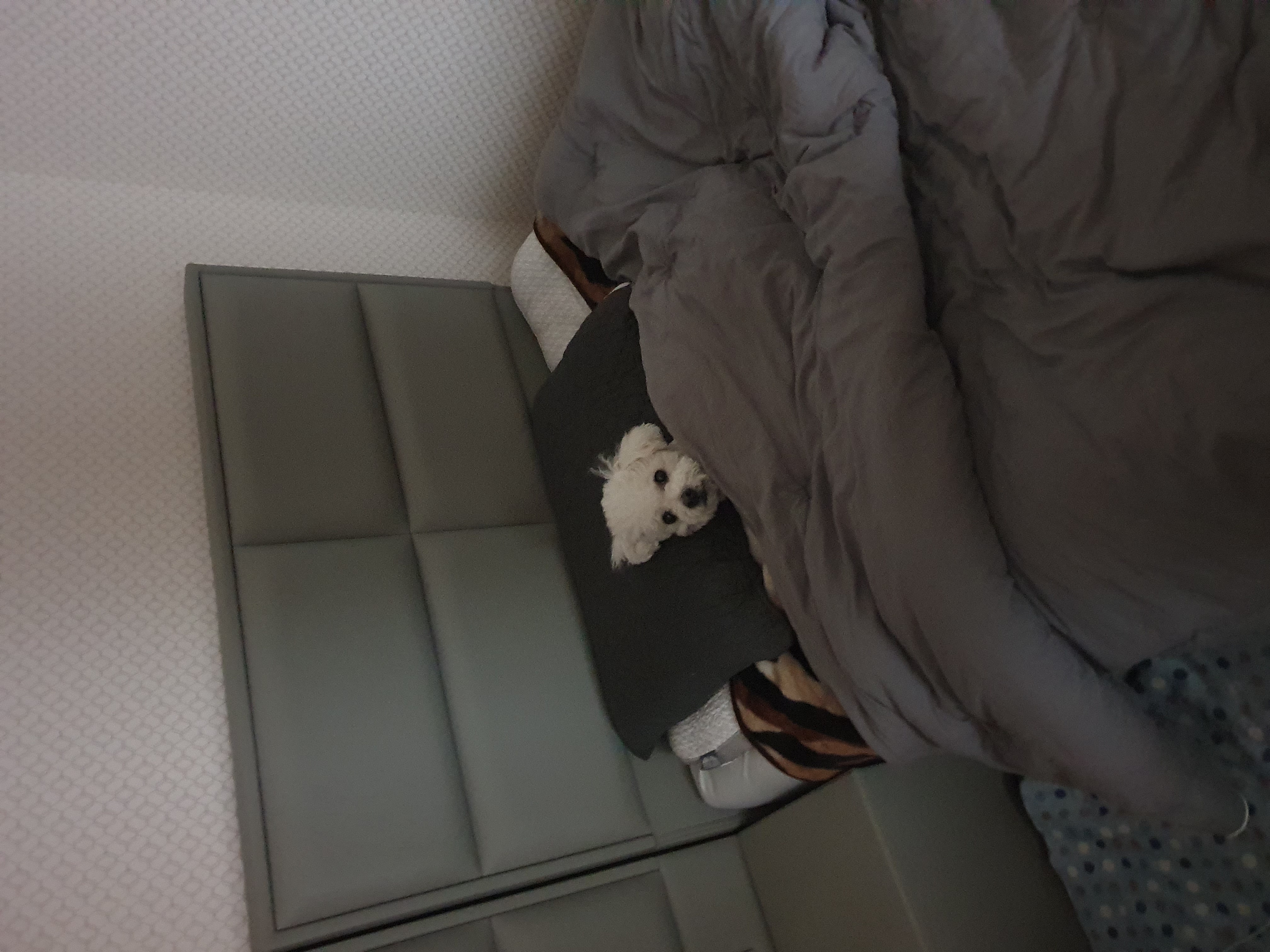 콩이 근황(곤지암 하일이)