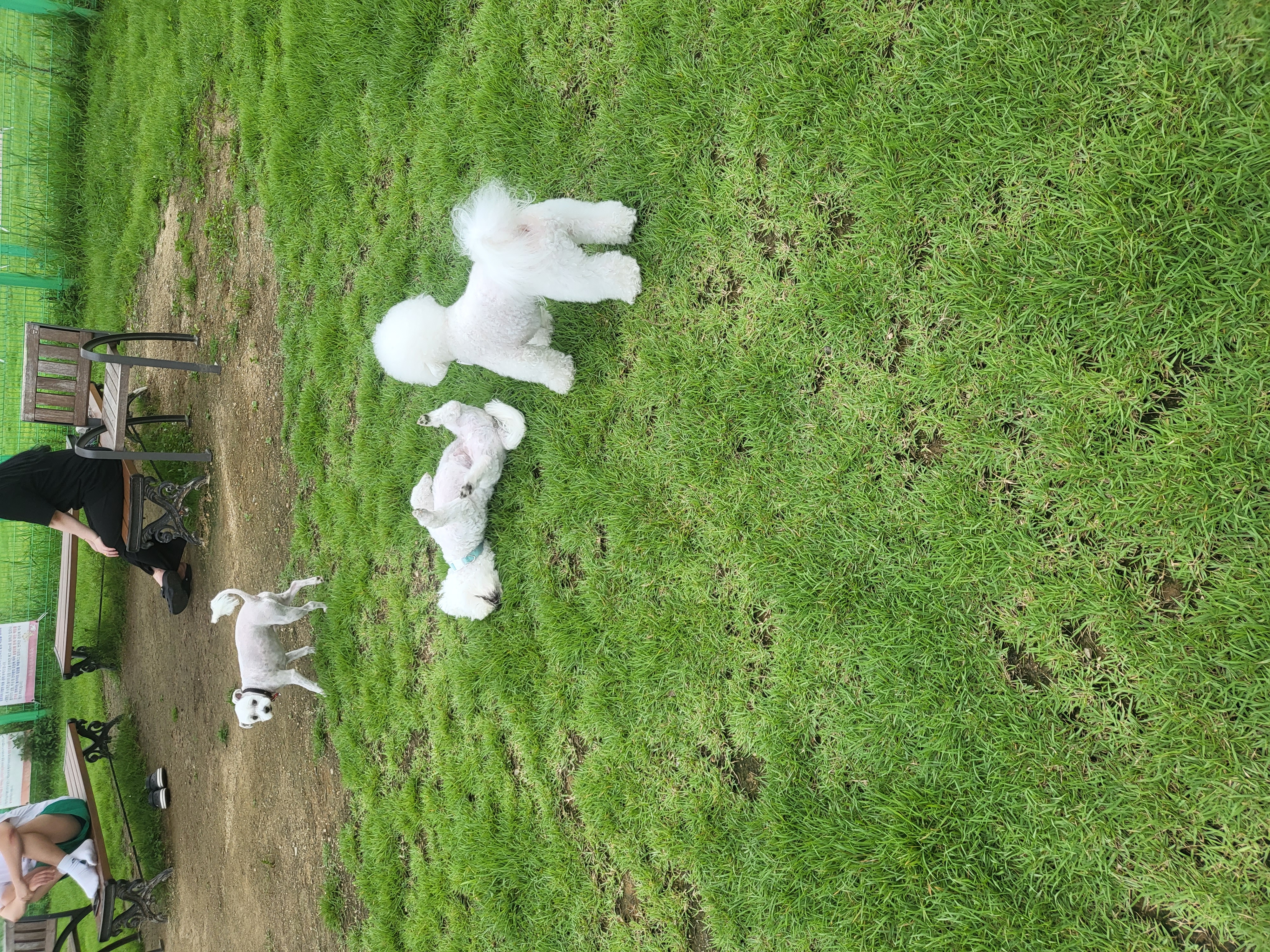 콩이 근황(곤지암 하일이)