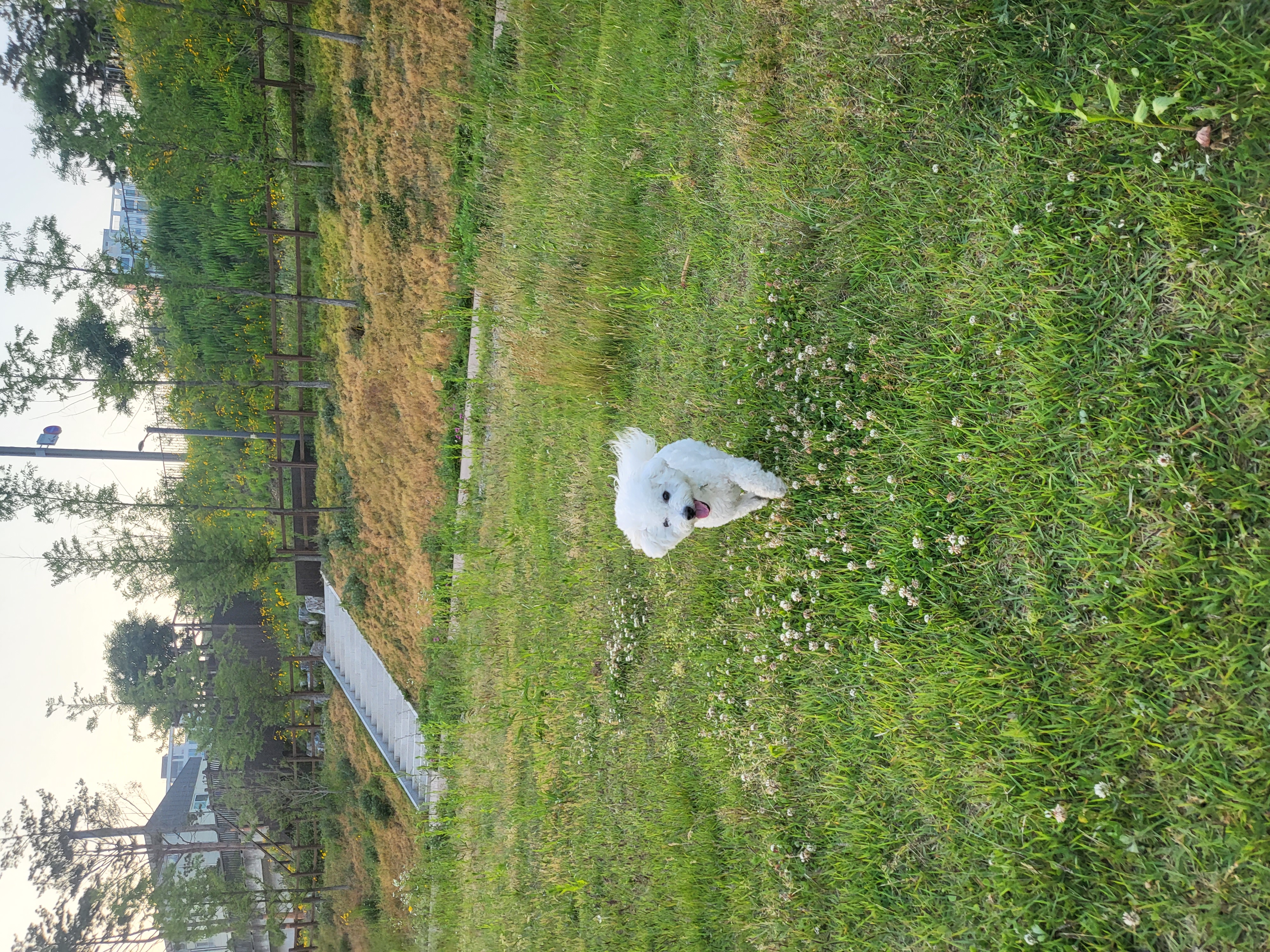 콩이 근황(곤지암 하일이)