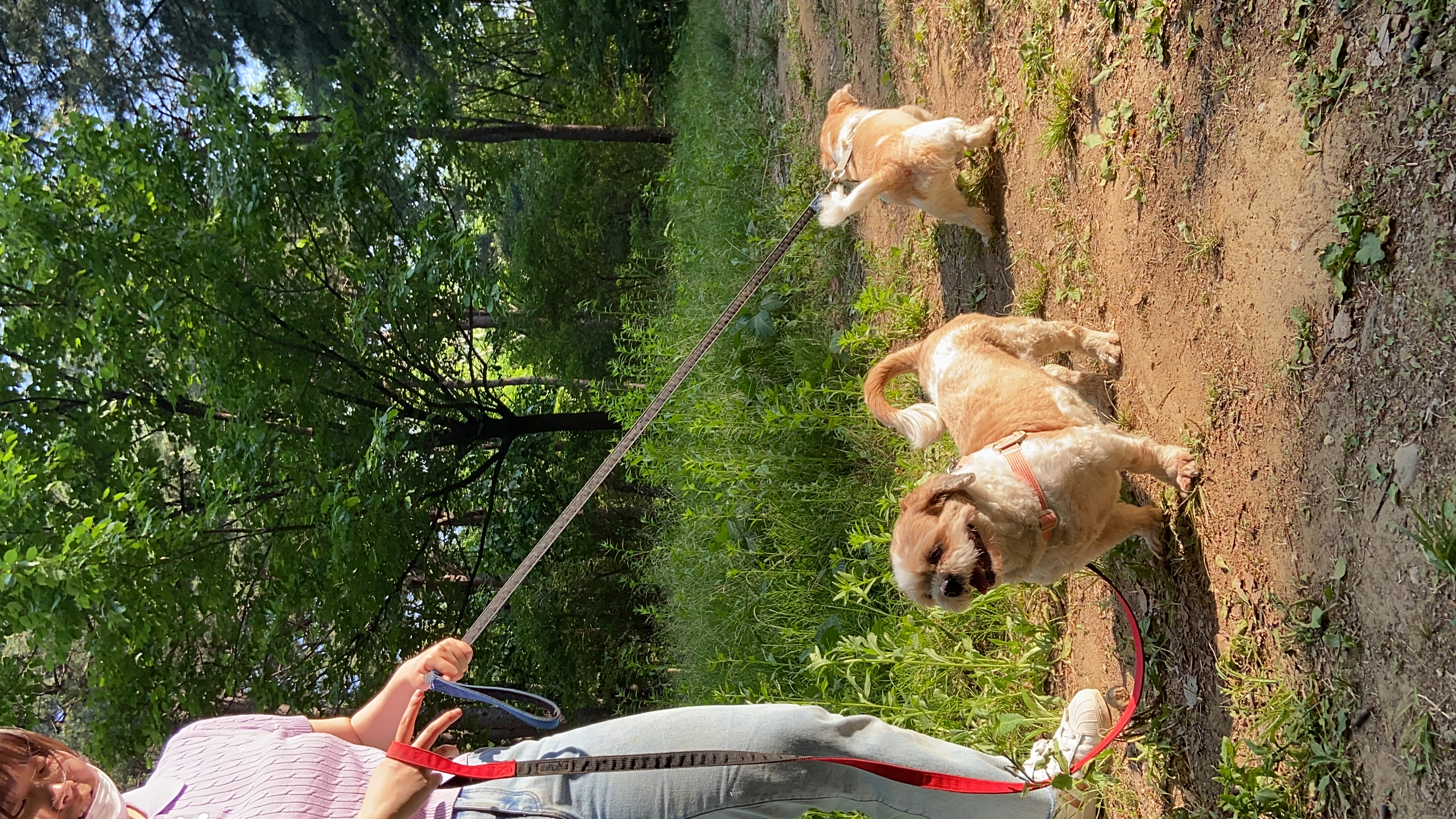 영천 번식장 탱자 탱구 3년 입양후기