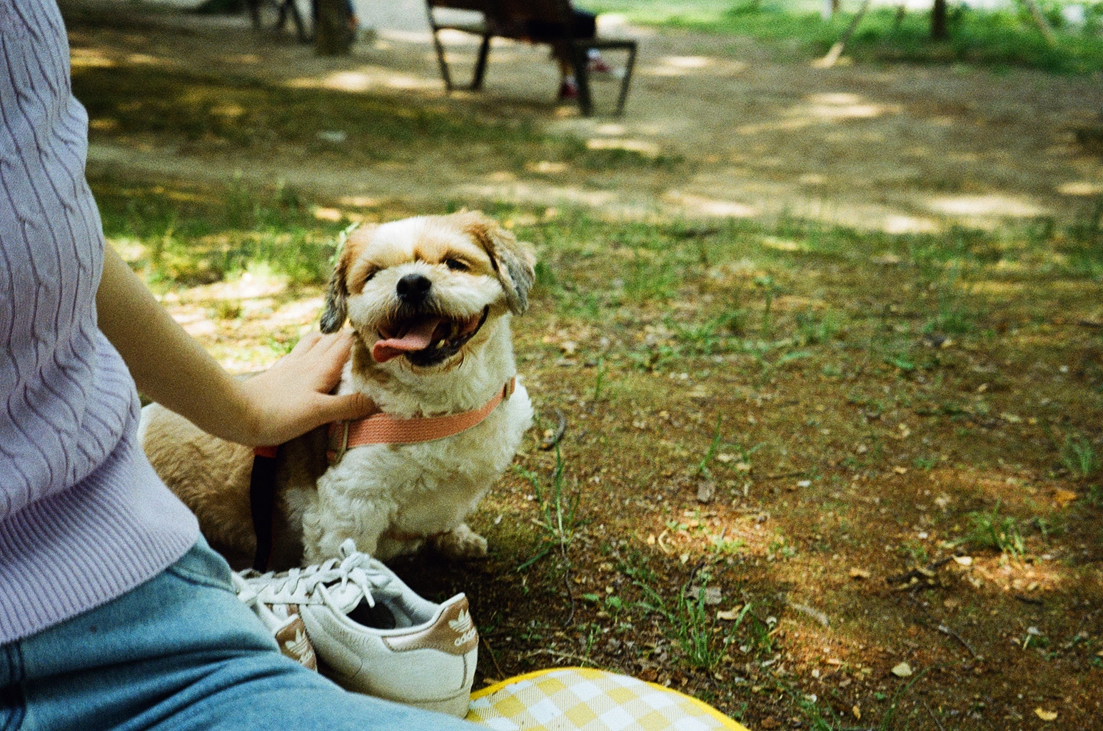 영천 번식장 탱자 탱구 3년 입양후기