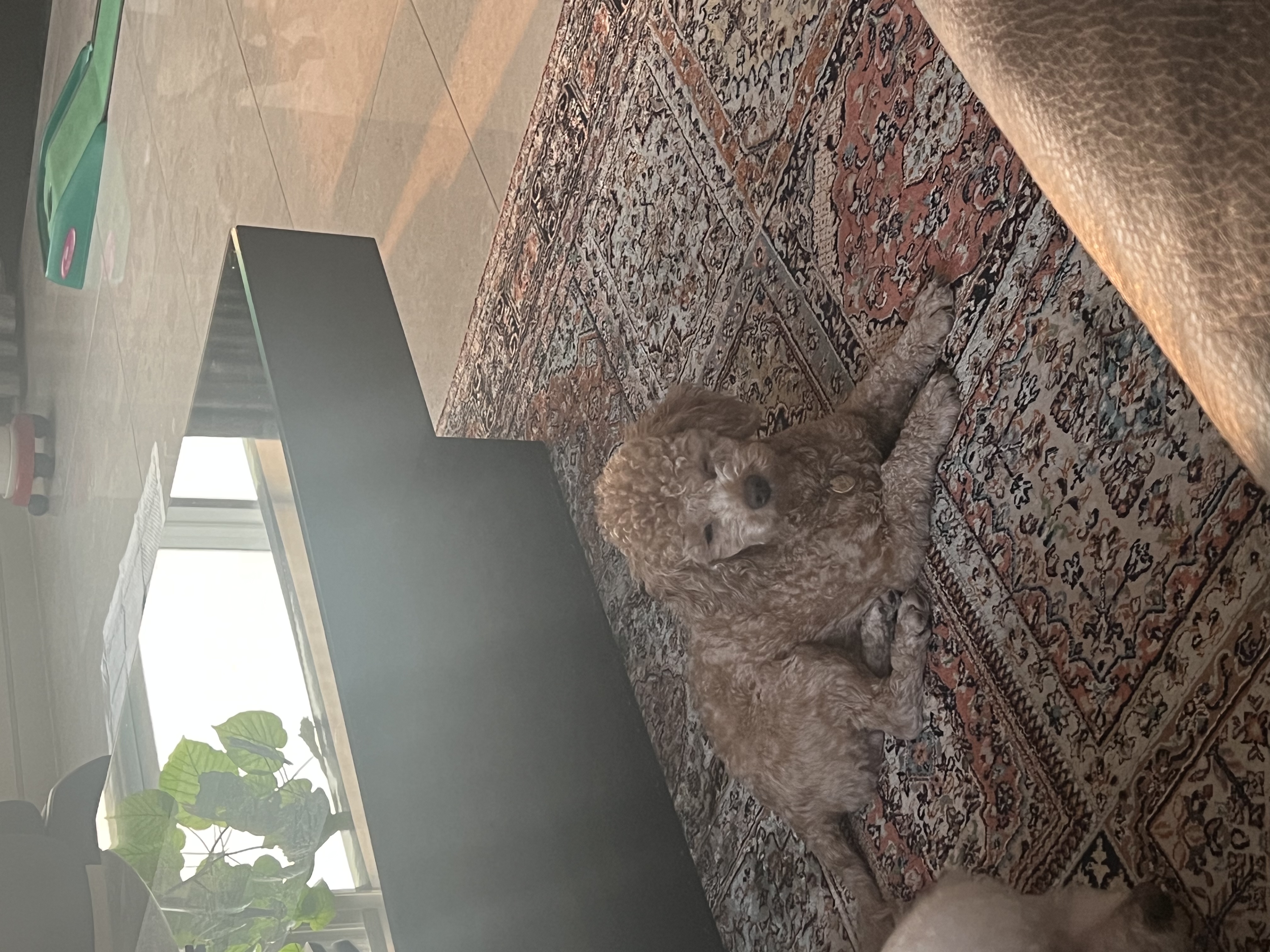 해리입양 7일차 이야기에요~